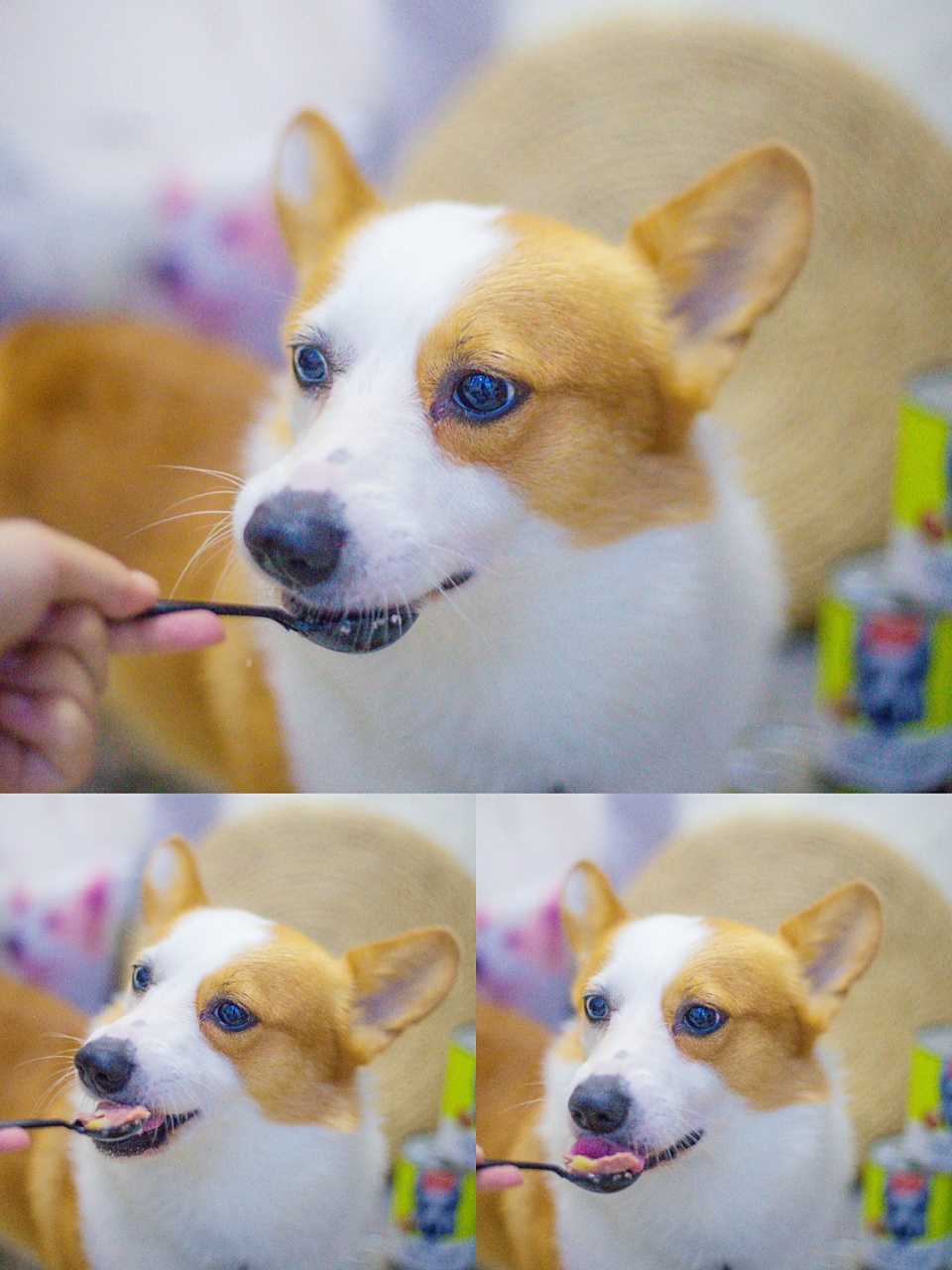 wanpy顽皮 我们这的大润发也卖这个牌子!wanpy顽皮!