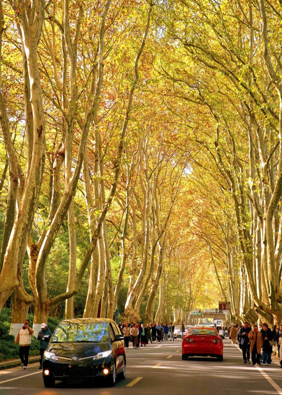 实拍南京梧桐大道真的黄了附1日游路线  南京的秋天是美丽的,而钟山