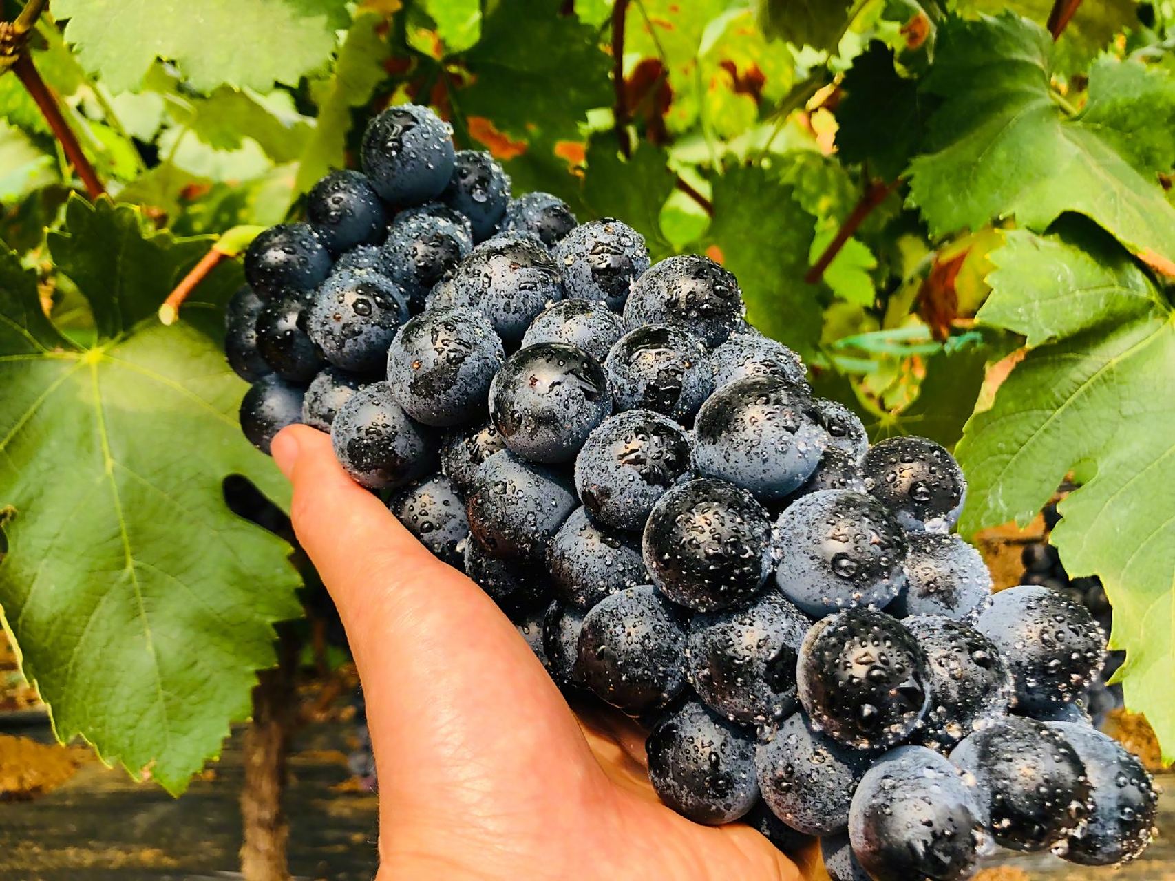 诸小沃-黑蜜葡萄 一级精品果【推荐理由】葡萄干,干果,优质葡萄,酸甜