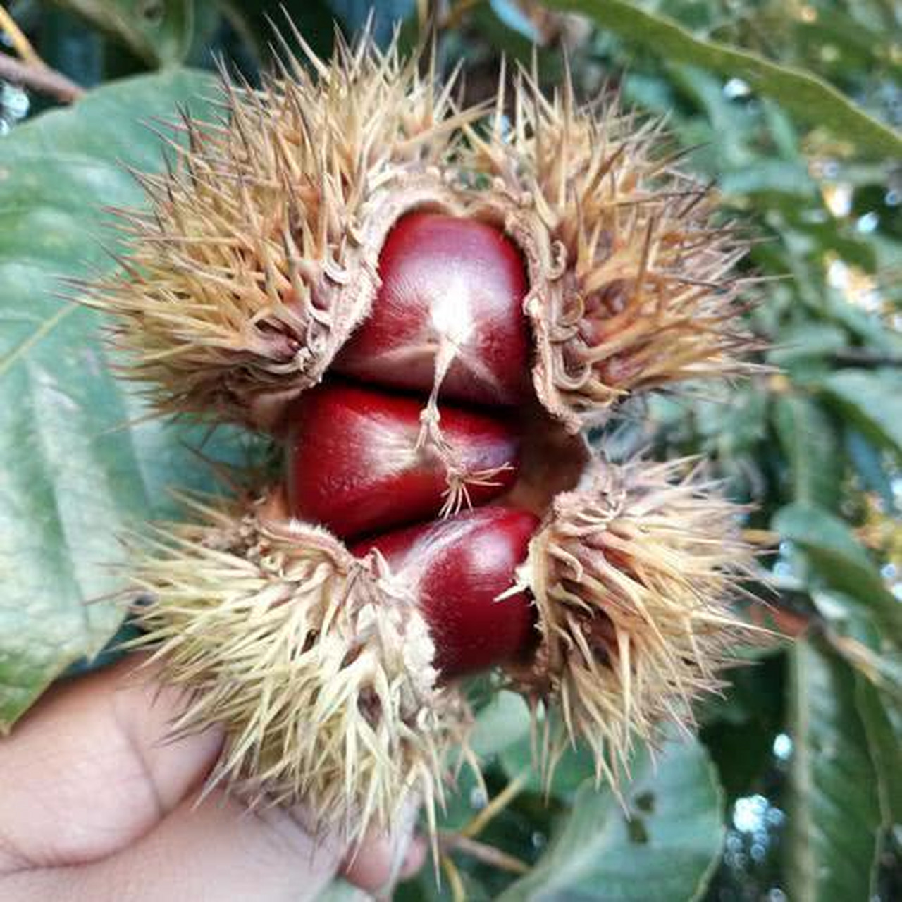 这是栗子科的野果,长在山里的树上,果实成熟时会掉落在地上,果粒有大