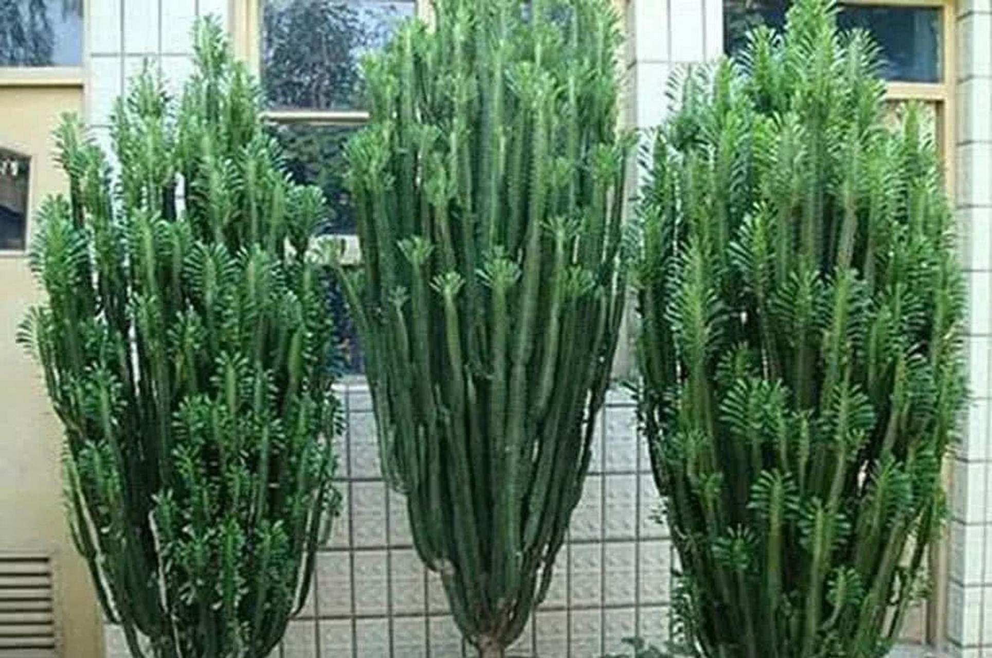 据说30岁以上的人喜欢养龙骨花!