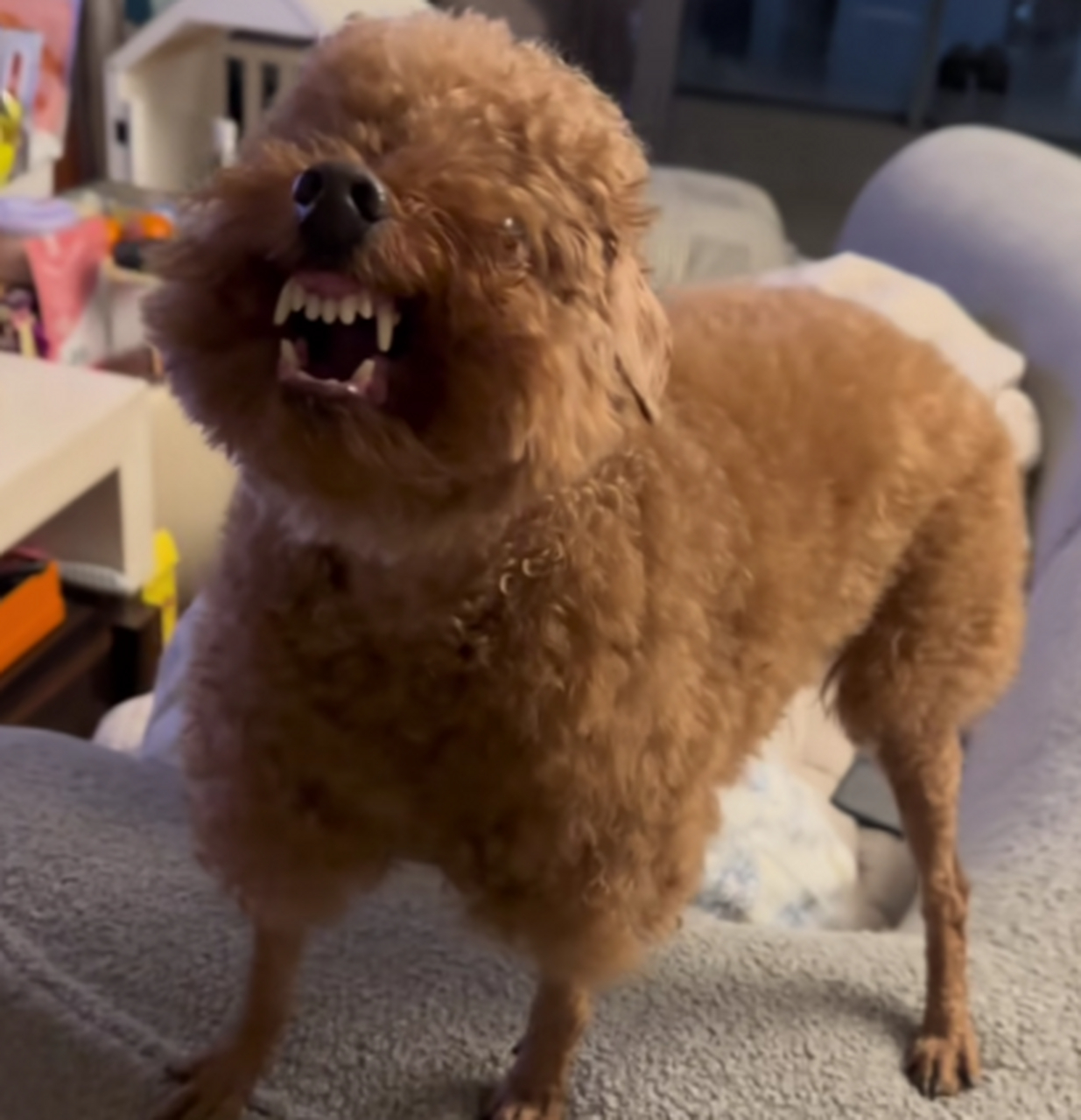 泰迪呲牙咧嘴的这是遇到开心事了吧