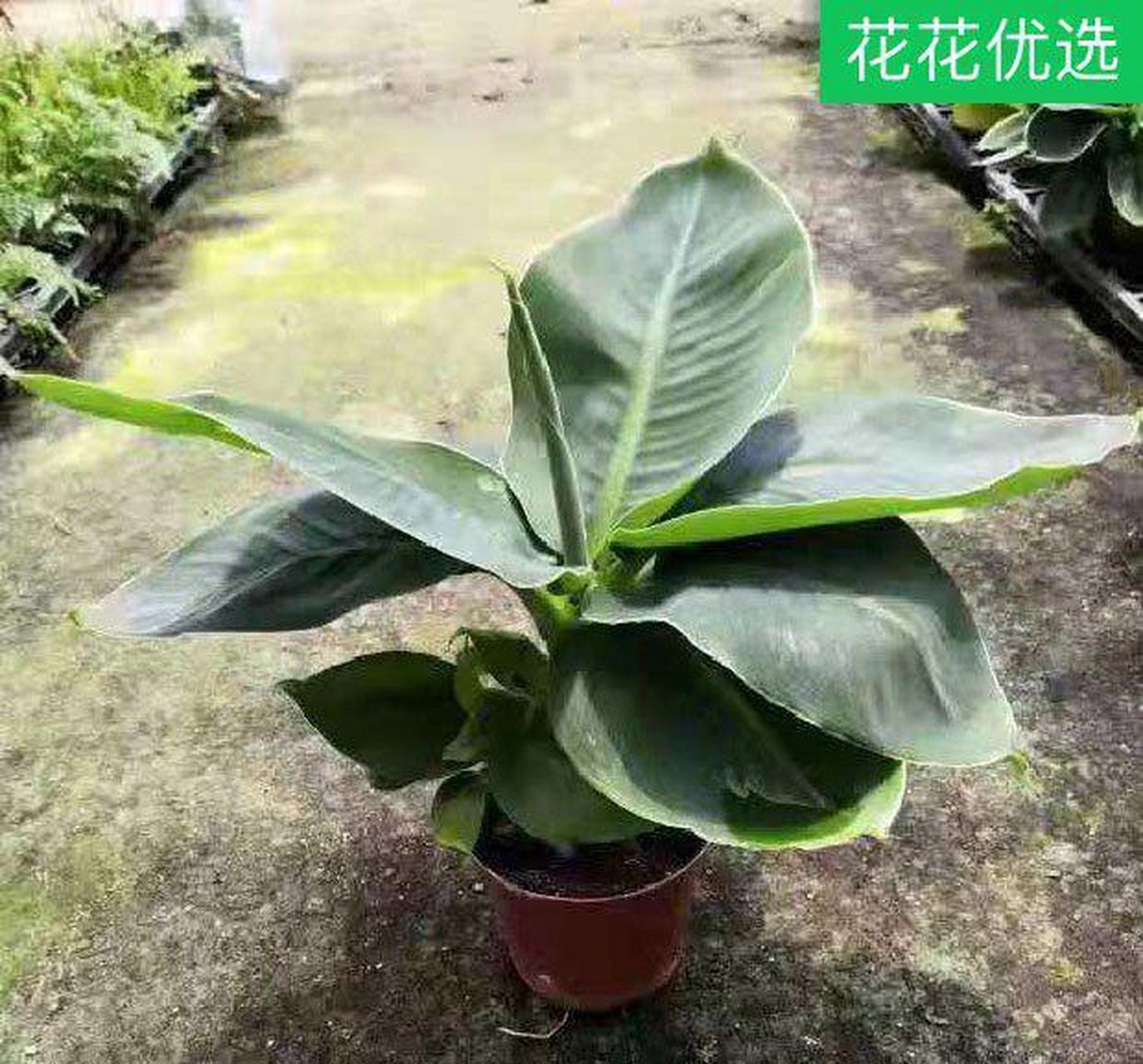 超矮的卡文迪什香蕉是专门培育出来的优选迷你香蕉树品种[星星]是一种
