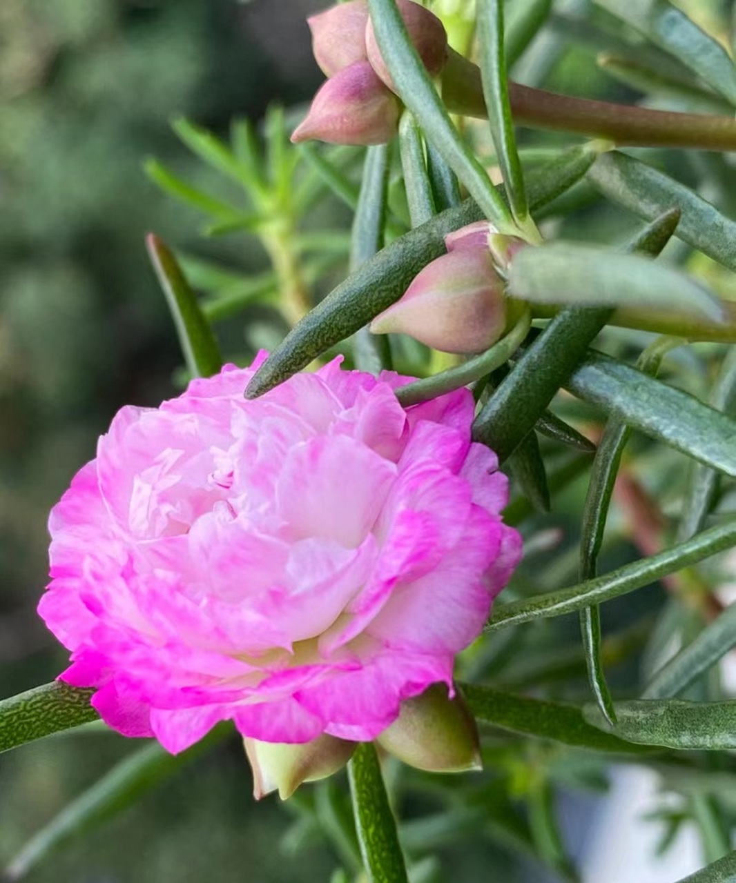 夏天,很多植物不开花,太阳花们则是夏季的"主角".