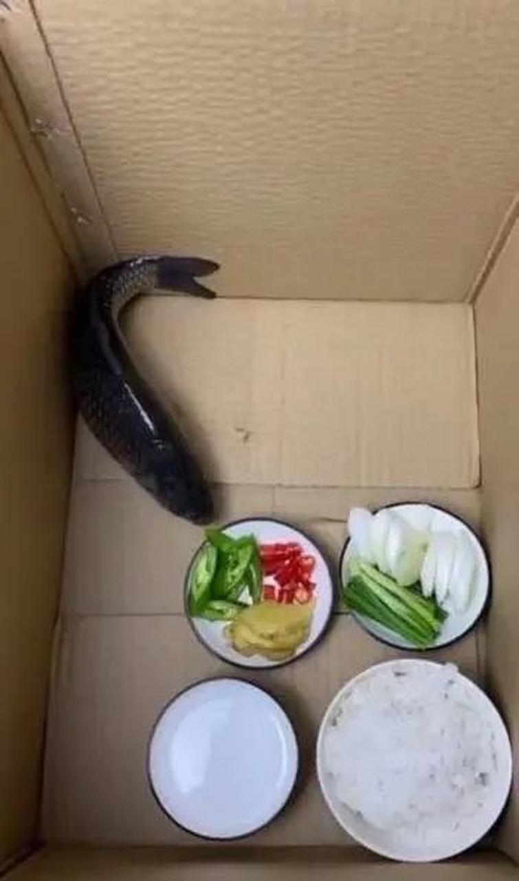 网友:第一次养鱼没什么经验,它怎么不吃饭菜呀?