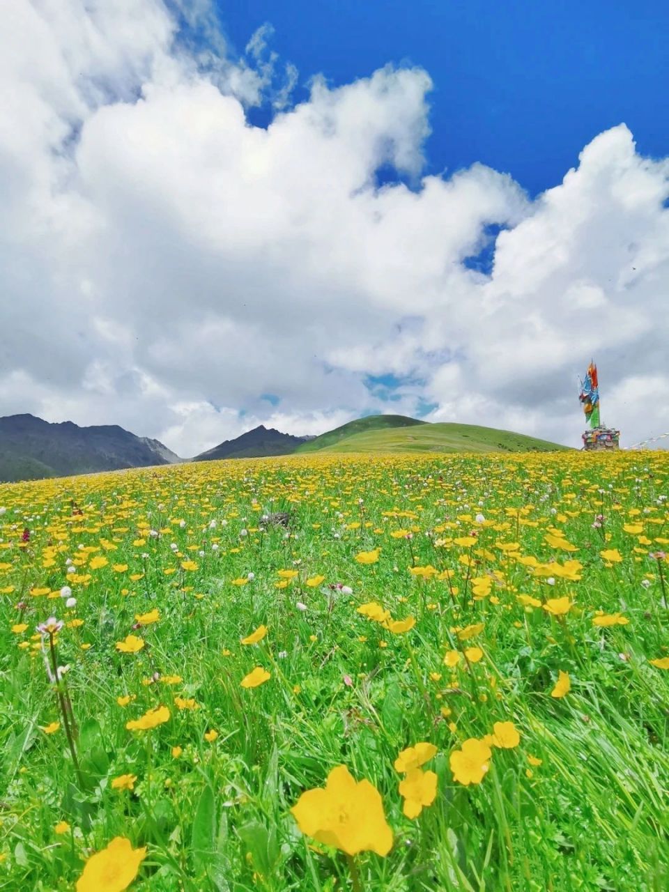 川西夏天的花海真的好美 6-8月的川西,简直美得不像话 绿树成荫,漫山