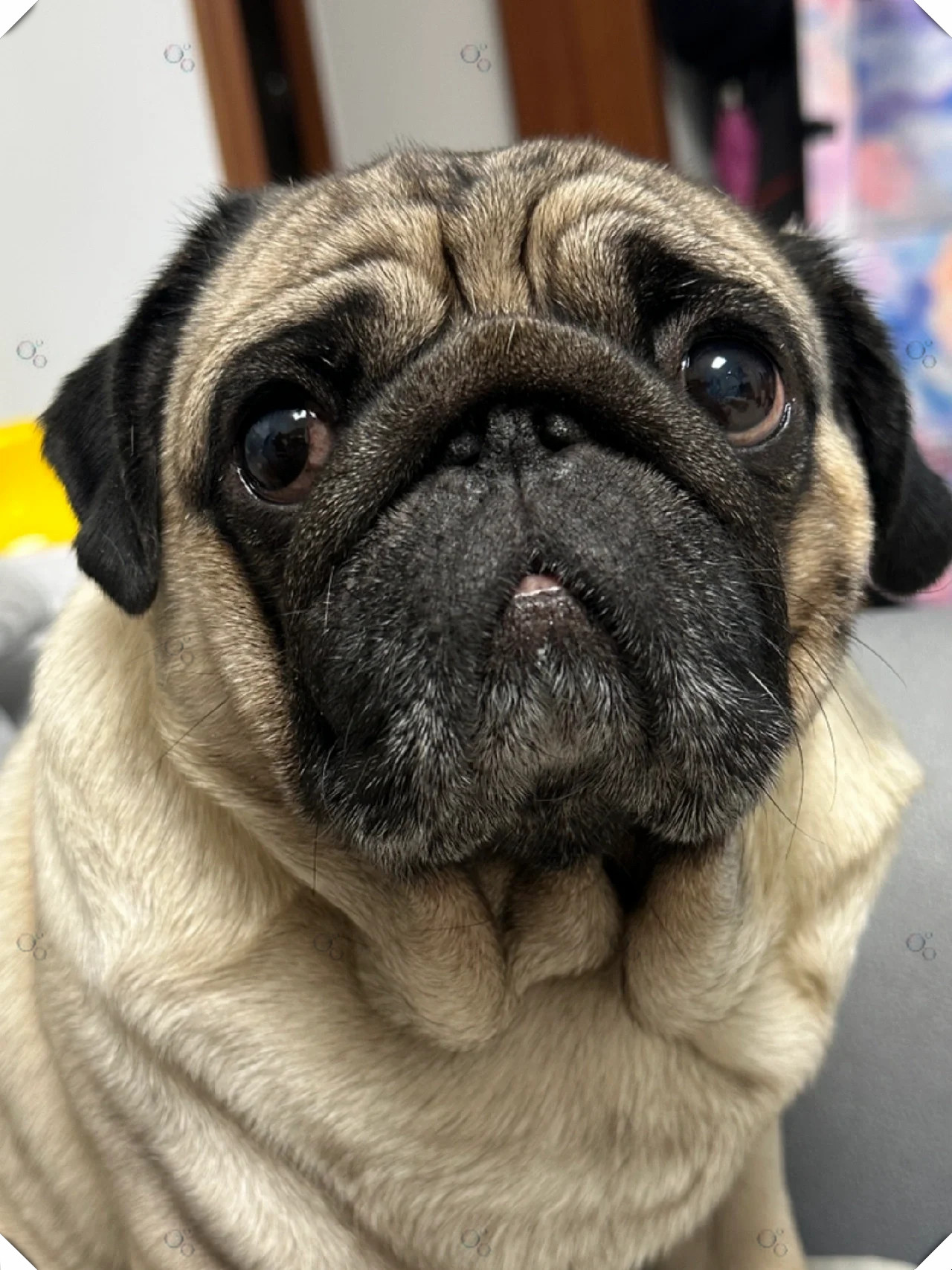 这只除了吃就是睡的天使狗,是我生活中的一大乐趣