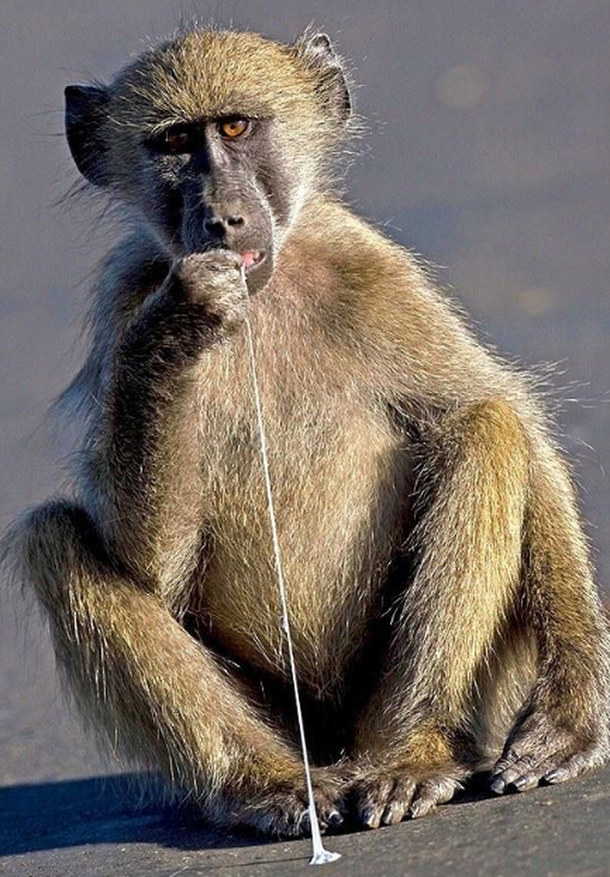 地上的口香糖还没干,可以继续吃呀#六耳猕猴