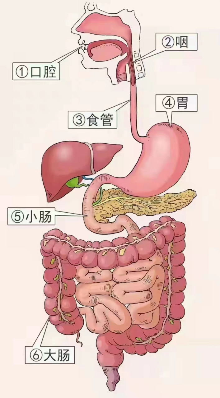 是不是胃疼不确定,胃的部位图示意图告诉你各个消化器官的位置在哪