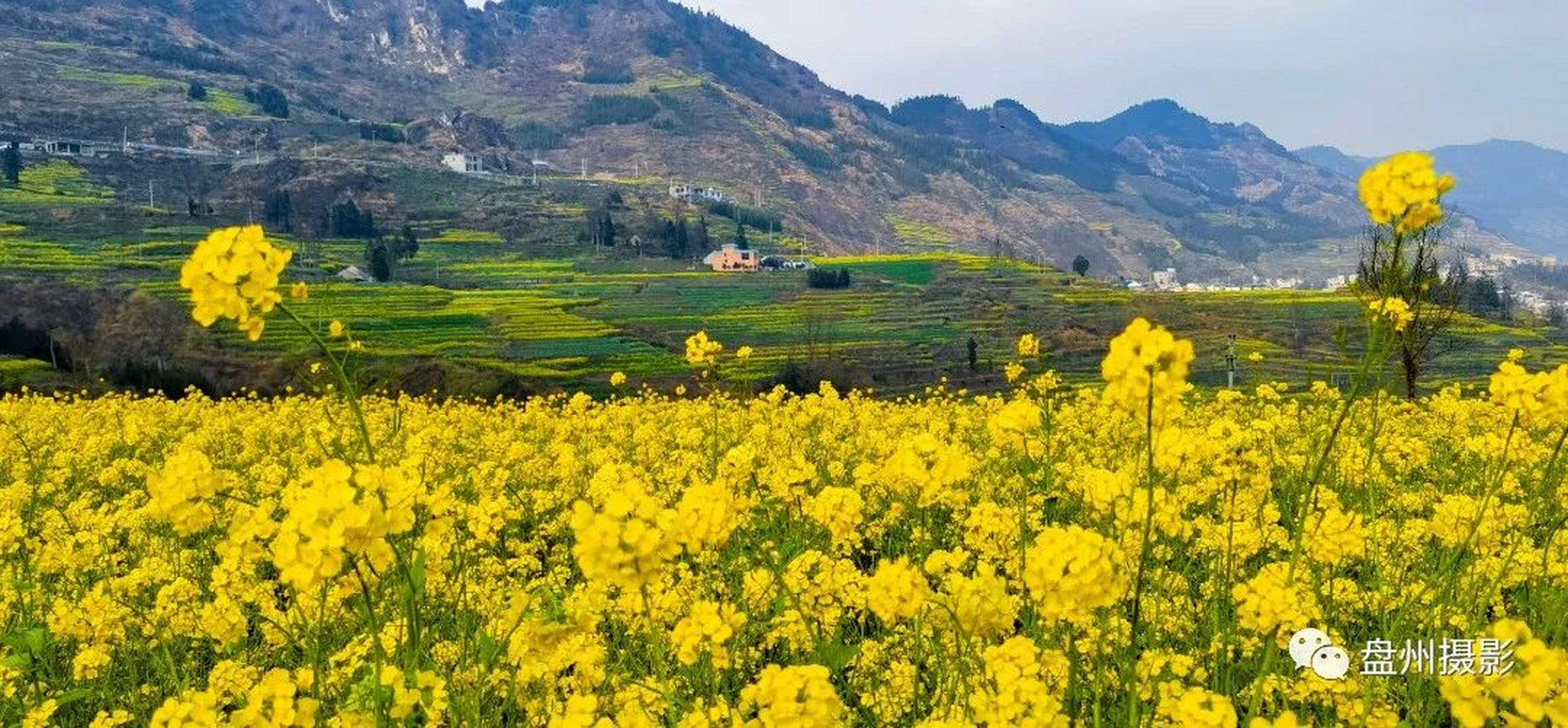 【贵州最美油菜花海-盘州新民万亩梯田油菜花海】提到盘州市新民镇