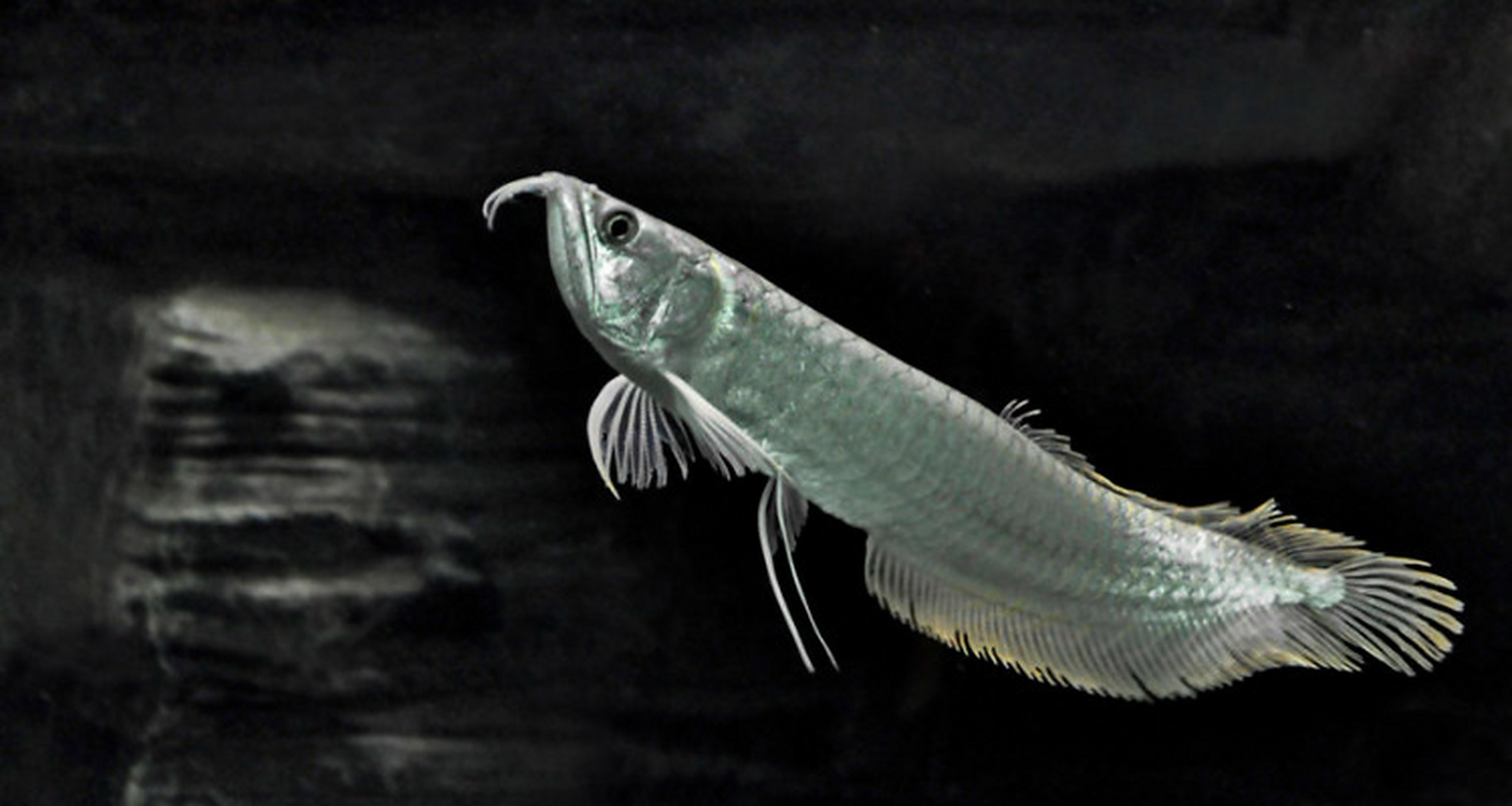 银龙鱼养殖条件  11566 水质稳定:银龙鱼需要水质稳定,ph值在6.