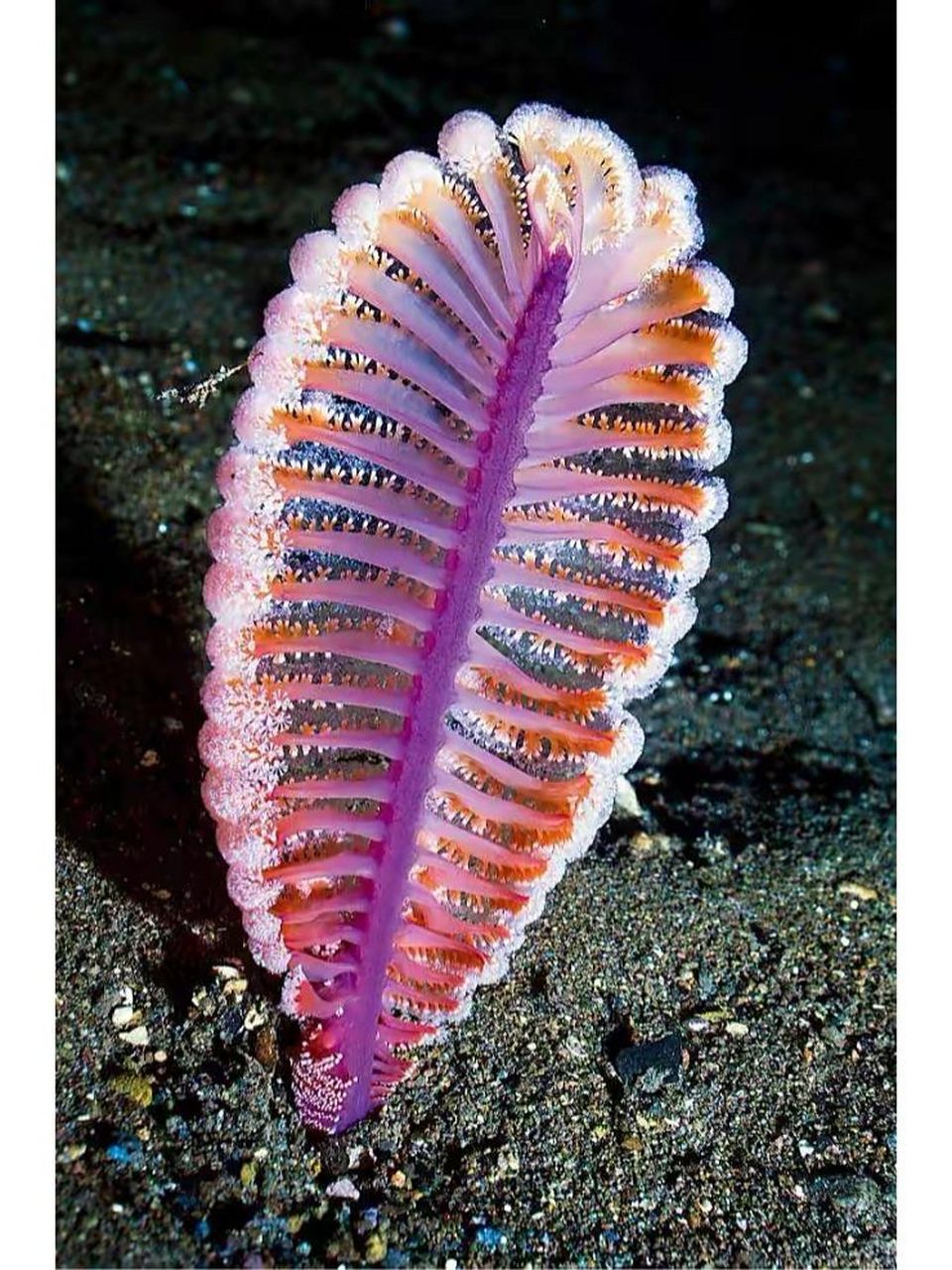 海洋生物-海鳃 海鳃是动物,属于珊瑚虫纲海鳃目的一种无脊椎动物又叫