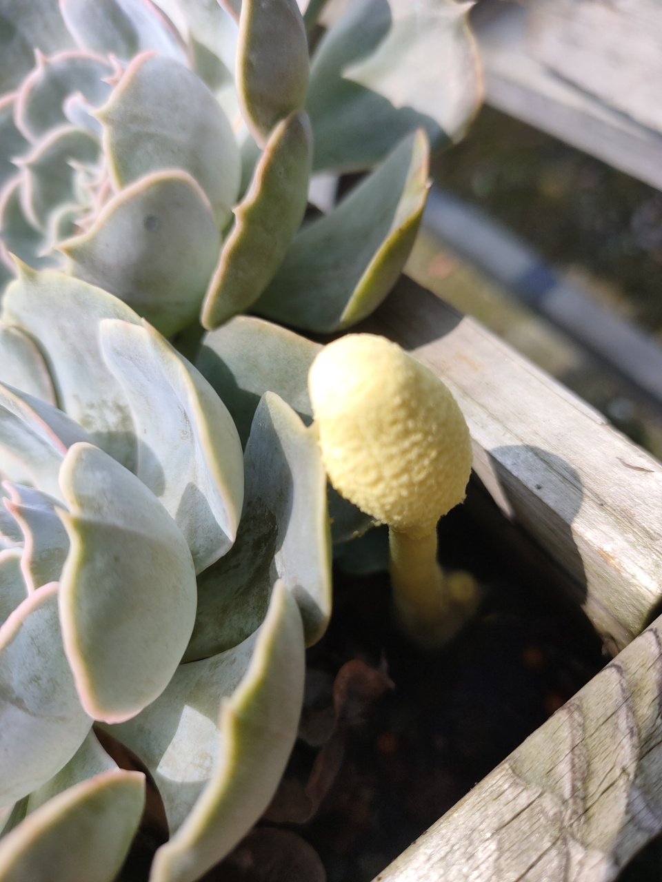 花盆里长的纯黄白鬼伞是一种很神奇的毒蘑菇,不小心吃了会保持微笑6