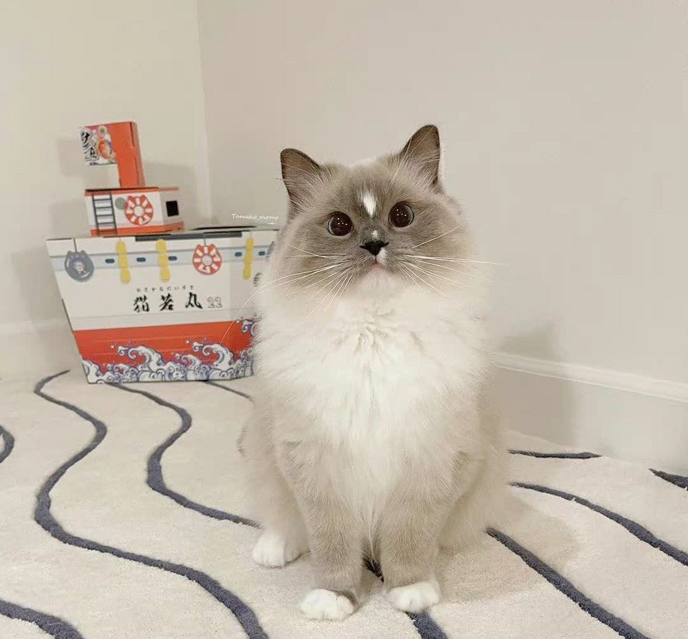 家人,给这只猫起什么名字好呢?[捂脸]