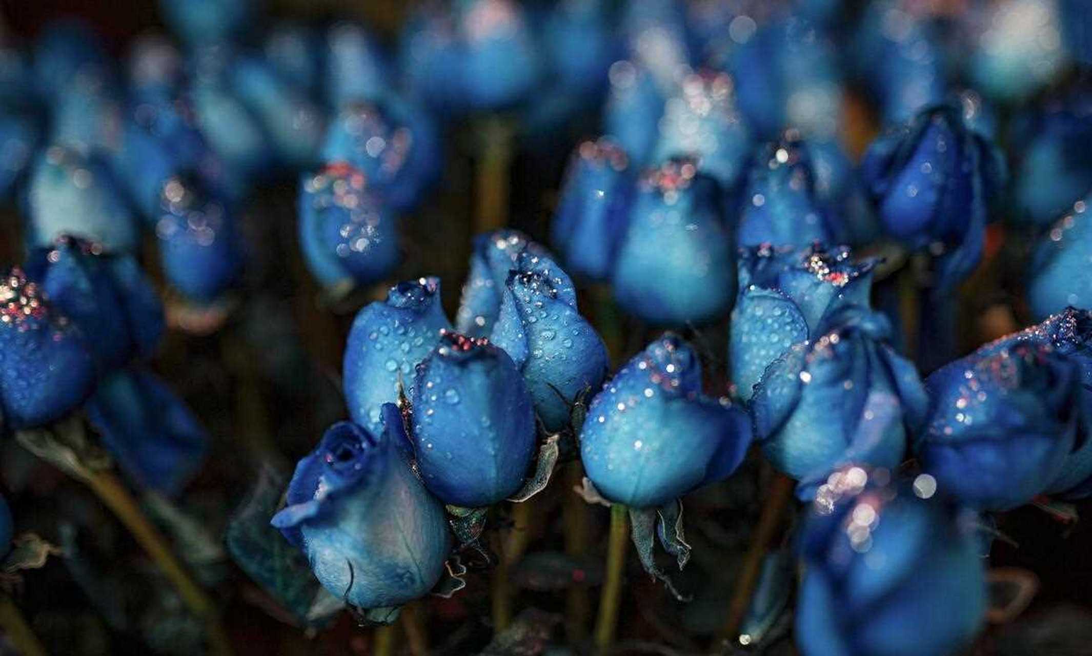 蓝色妖姬的花语寓意图片