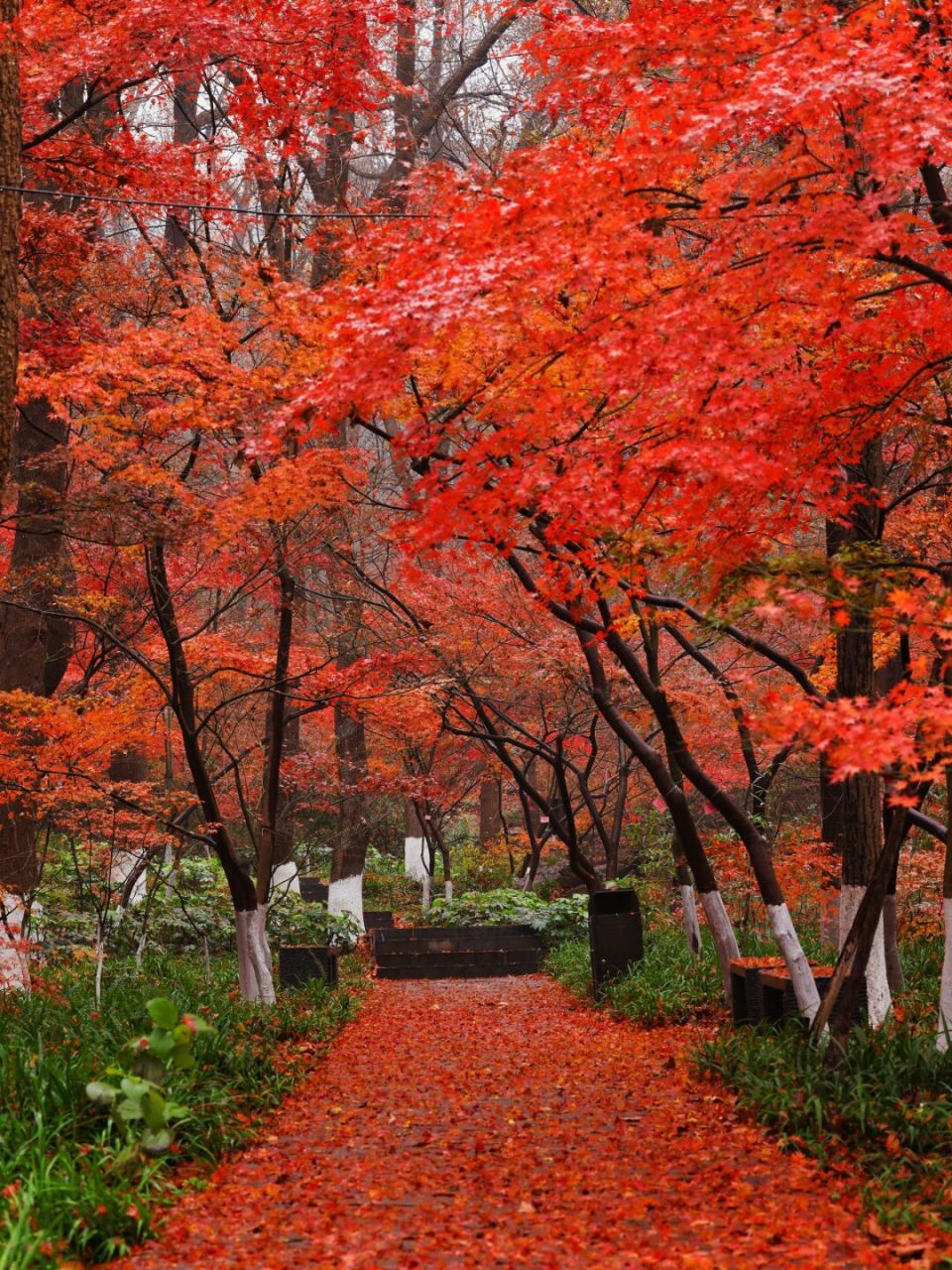 下个月去南京栖霞山赏最美枫叶吧  深山踏红叶,耳畔闻鸟鸣,下个月一起