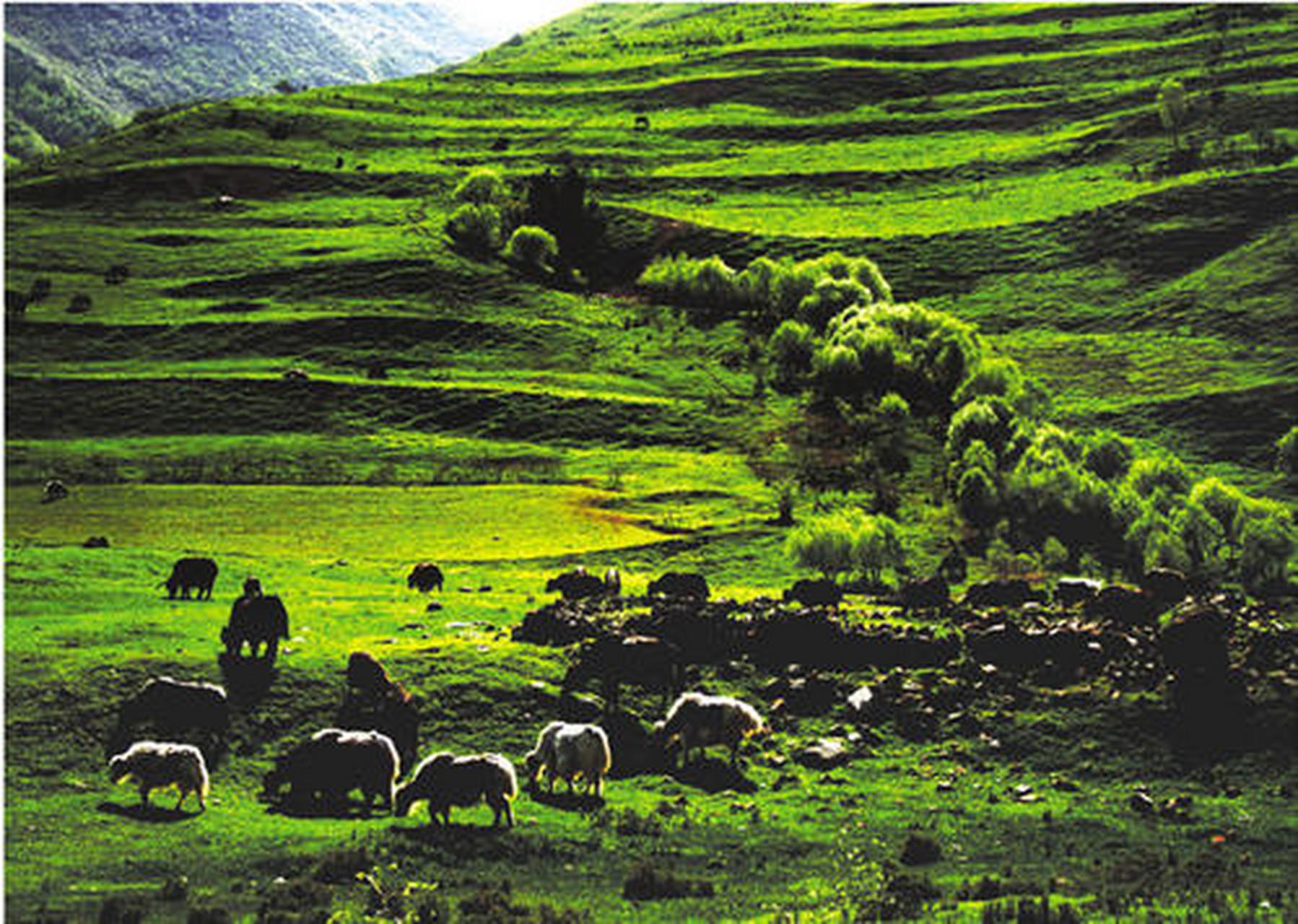 石门雪山景区位于渭源县城南50公里处,高原花海与雪山盛景相映成趣,是