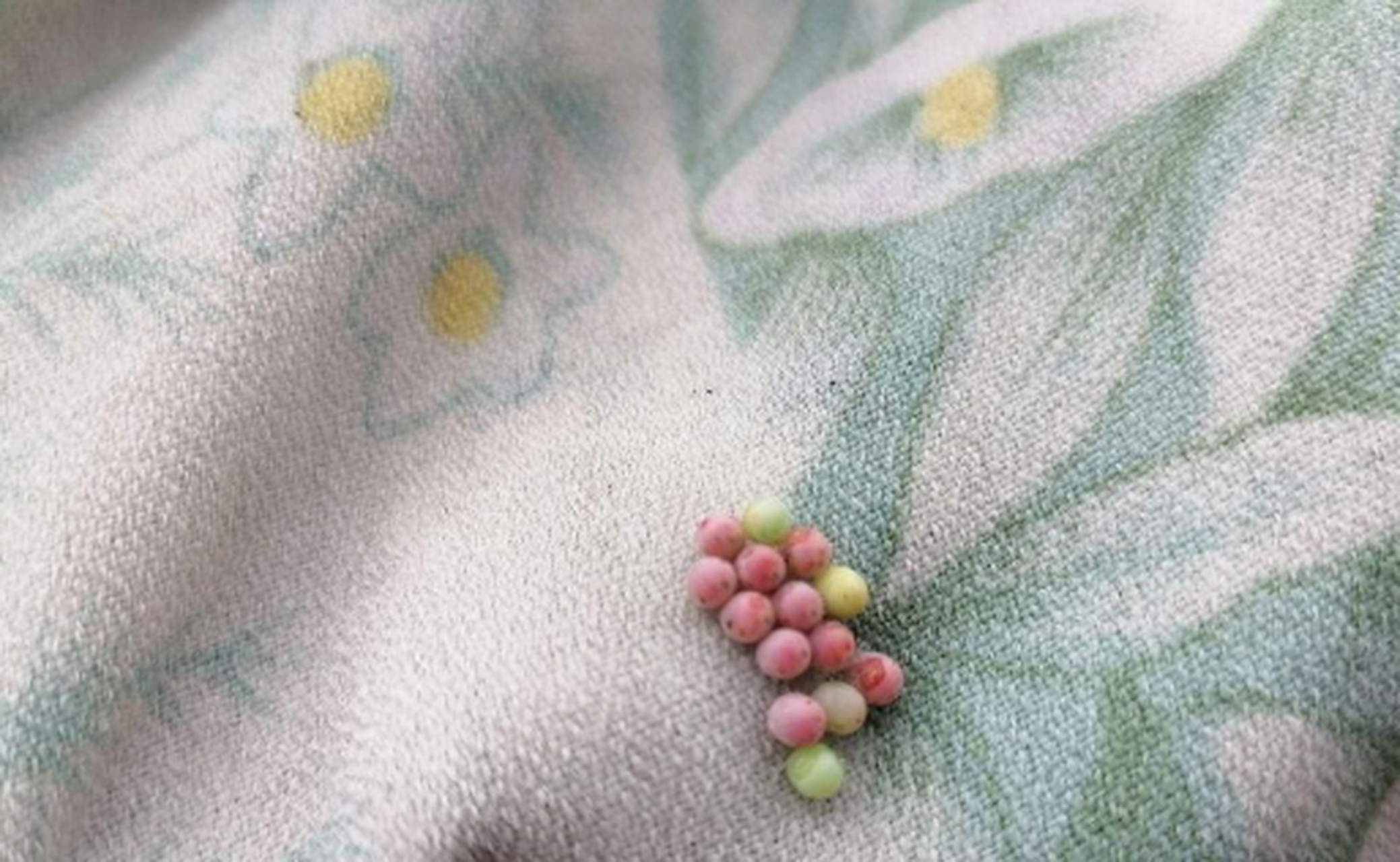 这是啥虫的卵,我这床单还能要吗?
