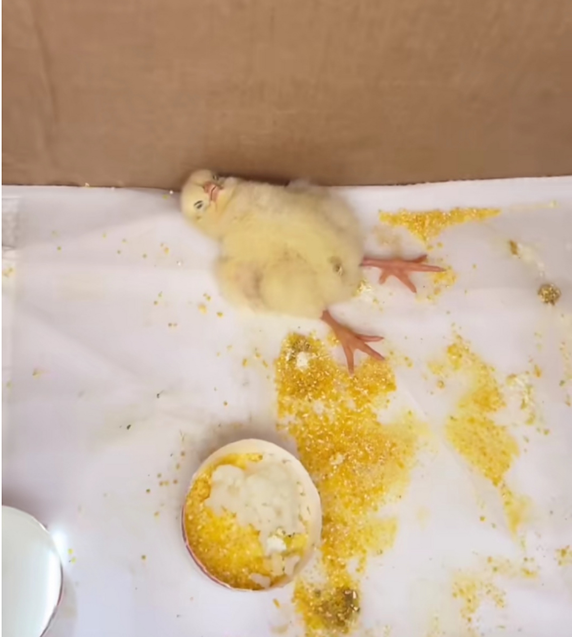 儿子的宠物小鸡自己把自己撑死了,回来该怎么跟他交代