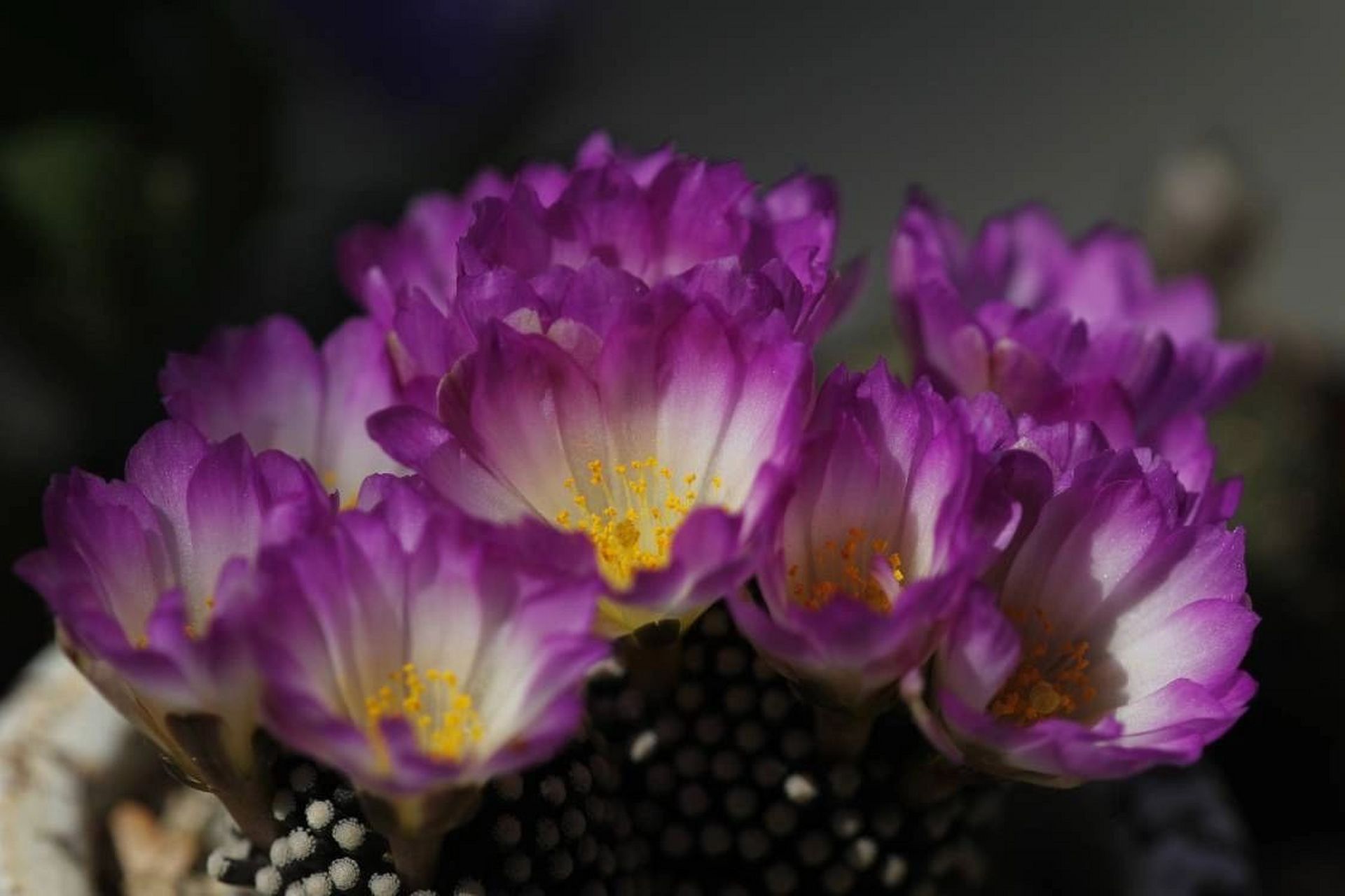 松针牡丹 松针牡丹,仙人球里的小精致,密密麻麻白白的小疣突,不扎手