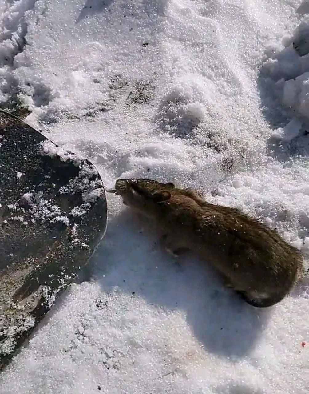 这老鼠一看就是南方来的,不知道老铁的意思