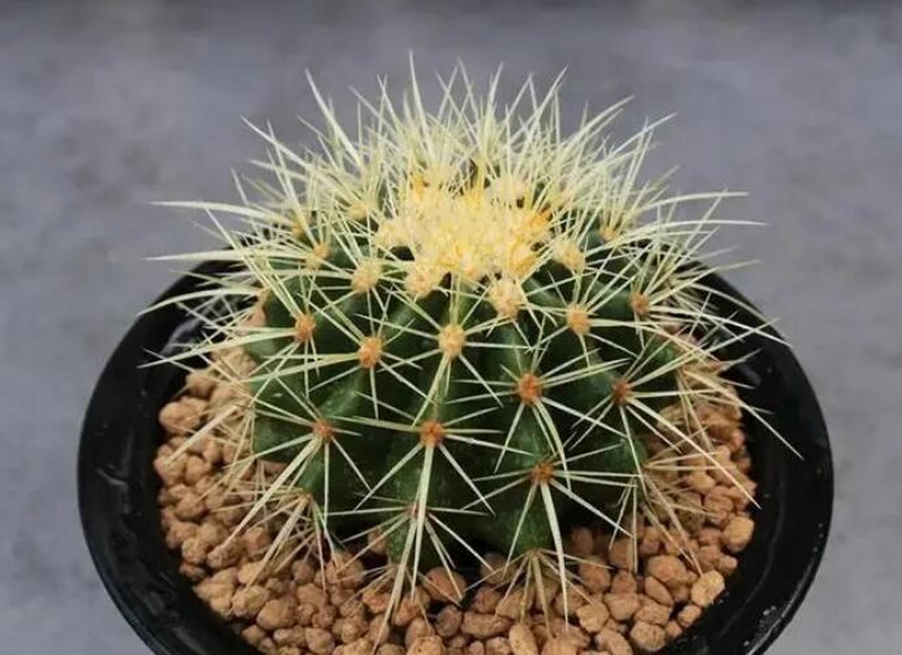 金琥是比较好养的一种仙人球,也叫作金虎仙人球,它是十足的懒人植物