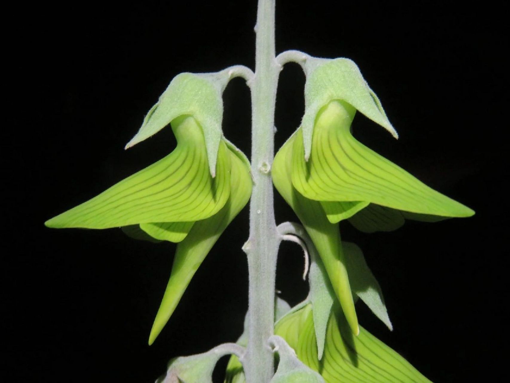 又一豆科精灵,最美的"蜂鸟"--帝王鸟花 青鸟花 学名:crotalaria