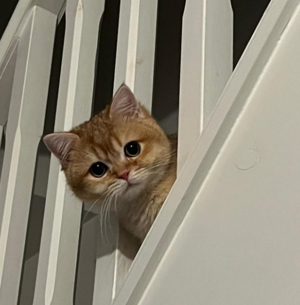 这是谁呀,在这探头探脑的!