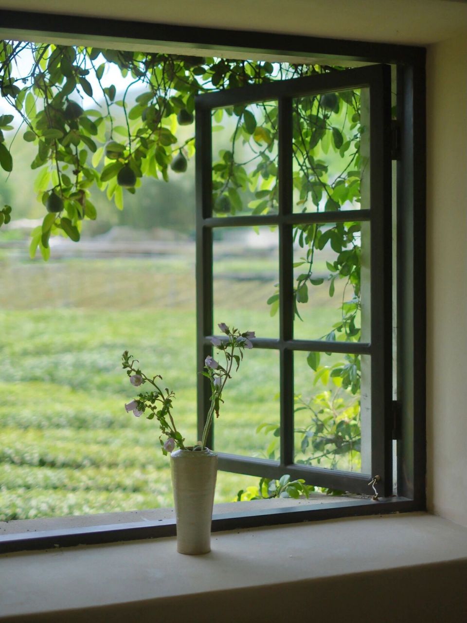 喜欢收集绿色的窗景 初夏,坐在覆满绿色的窗边.
