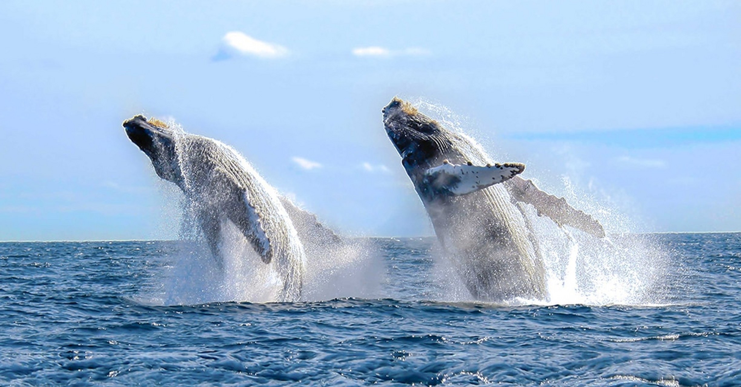 海洋科学家都会妒忌的罕见场面:三只鲸鱼像跳芭蕾舞一样同时跃出海面