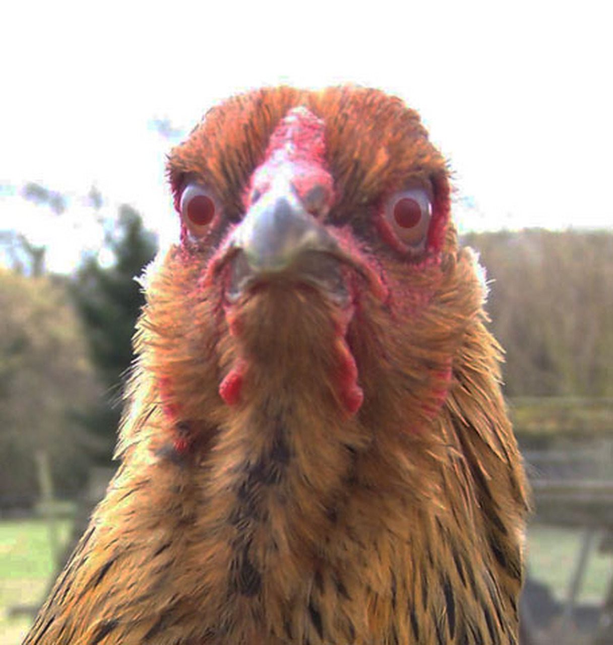 最近,广西南宁的一养鸡场经营者黄女士发现,自己家养鸡场内有上腔只