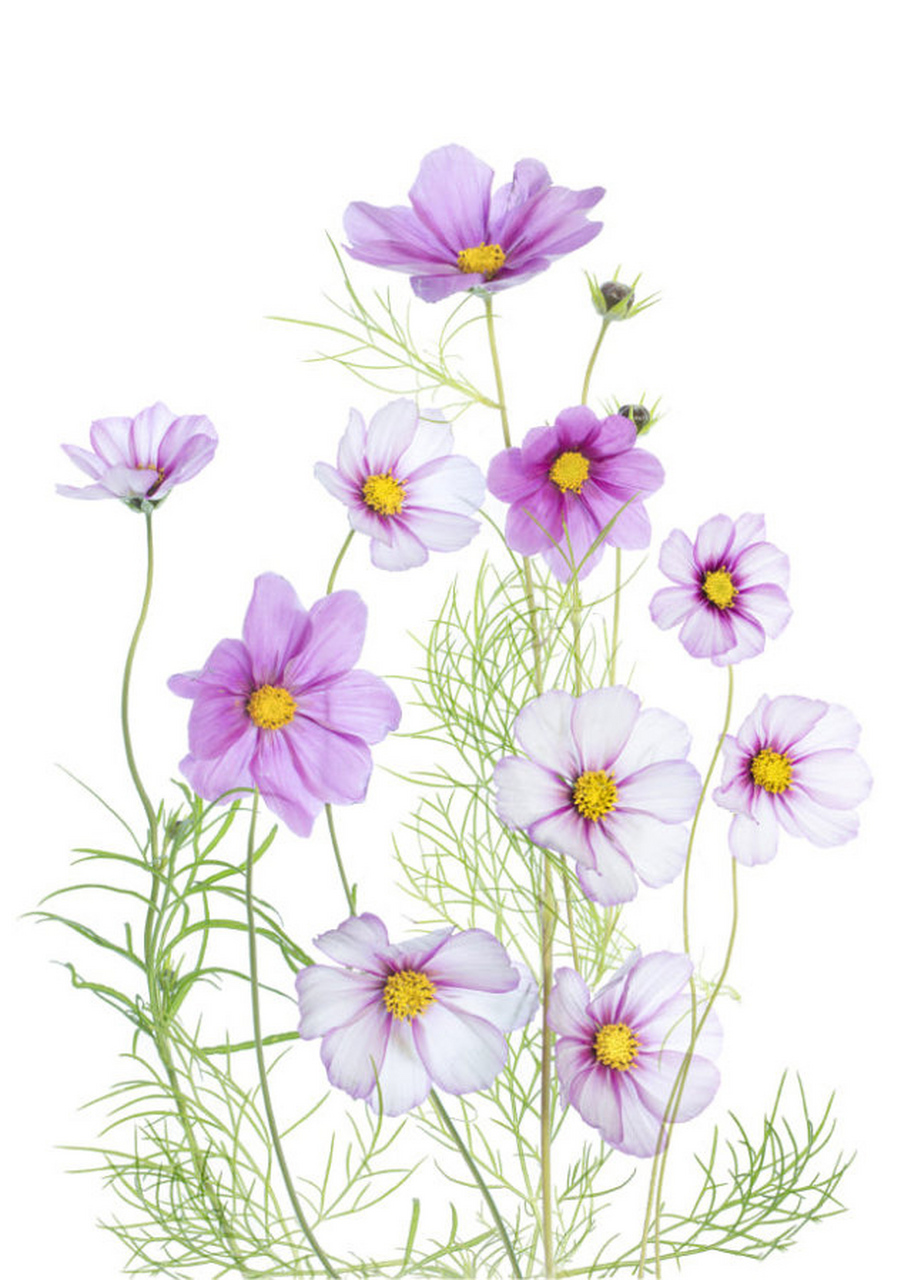 【高调花卉摄影作品欣赏】 摄影师:mandy disher(ramsey, uk)#摄影