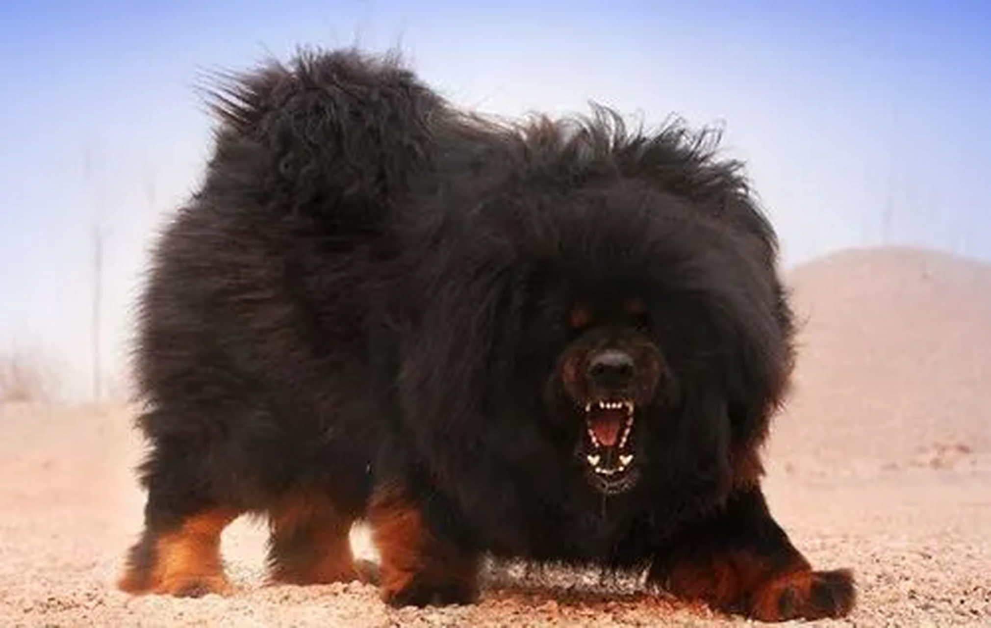 狗咬了人狗为什么会死