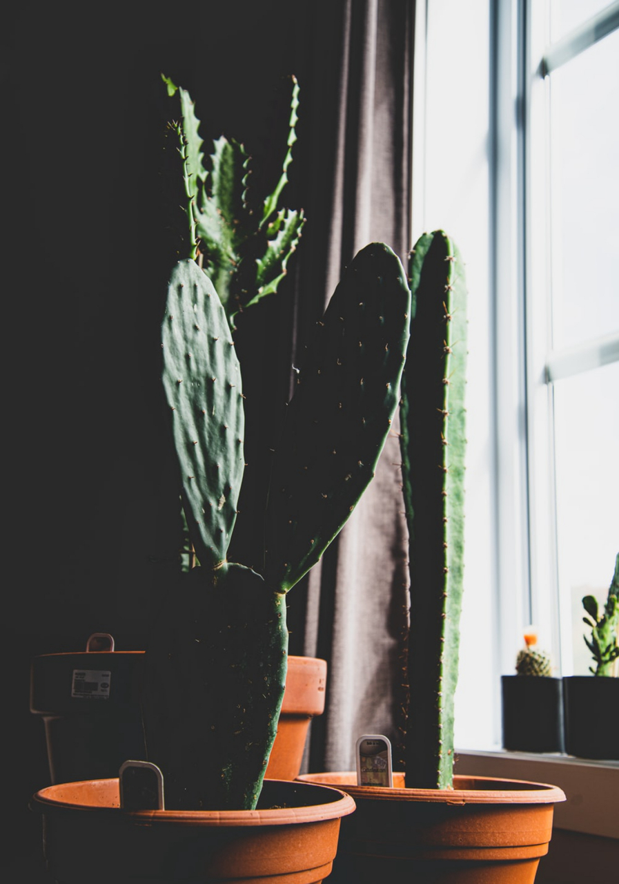 呈辉南极,霞焕椿庭.