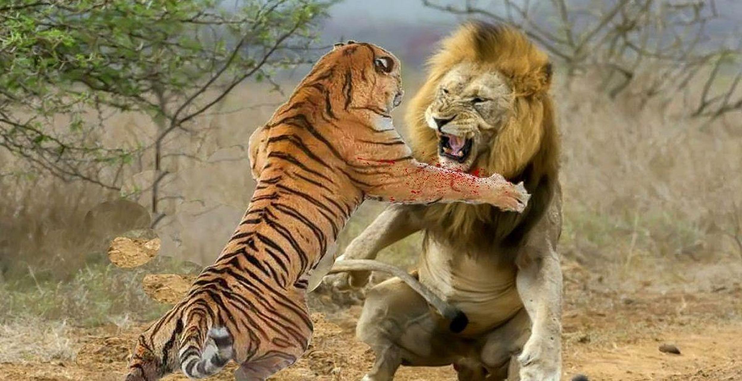 英国一男子为了证明狮子才是万兽之王,将一头老虎和一头狮子,关到地坑