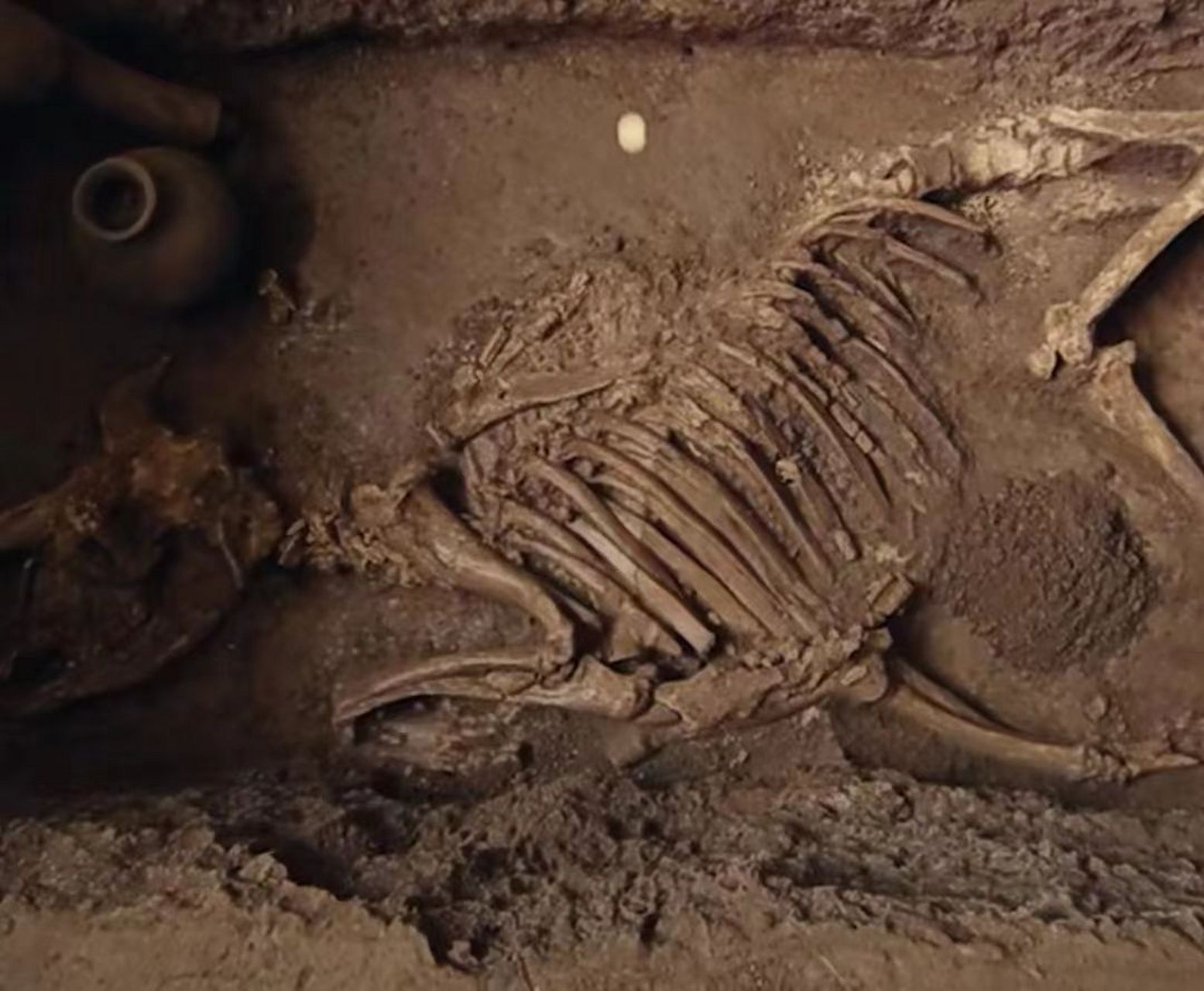 汉文帝霸陵动物殉葬坑发现"神奇动物"——貘#点开头像看直播# #豫宛