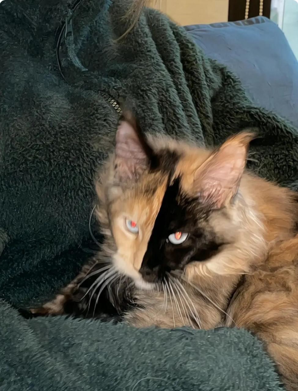 这缅因猫好帅,长了个阴阳脸真是太特别了[呆]