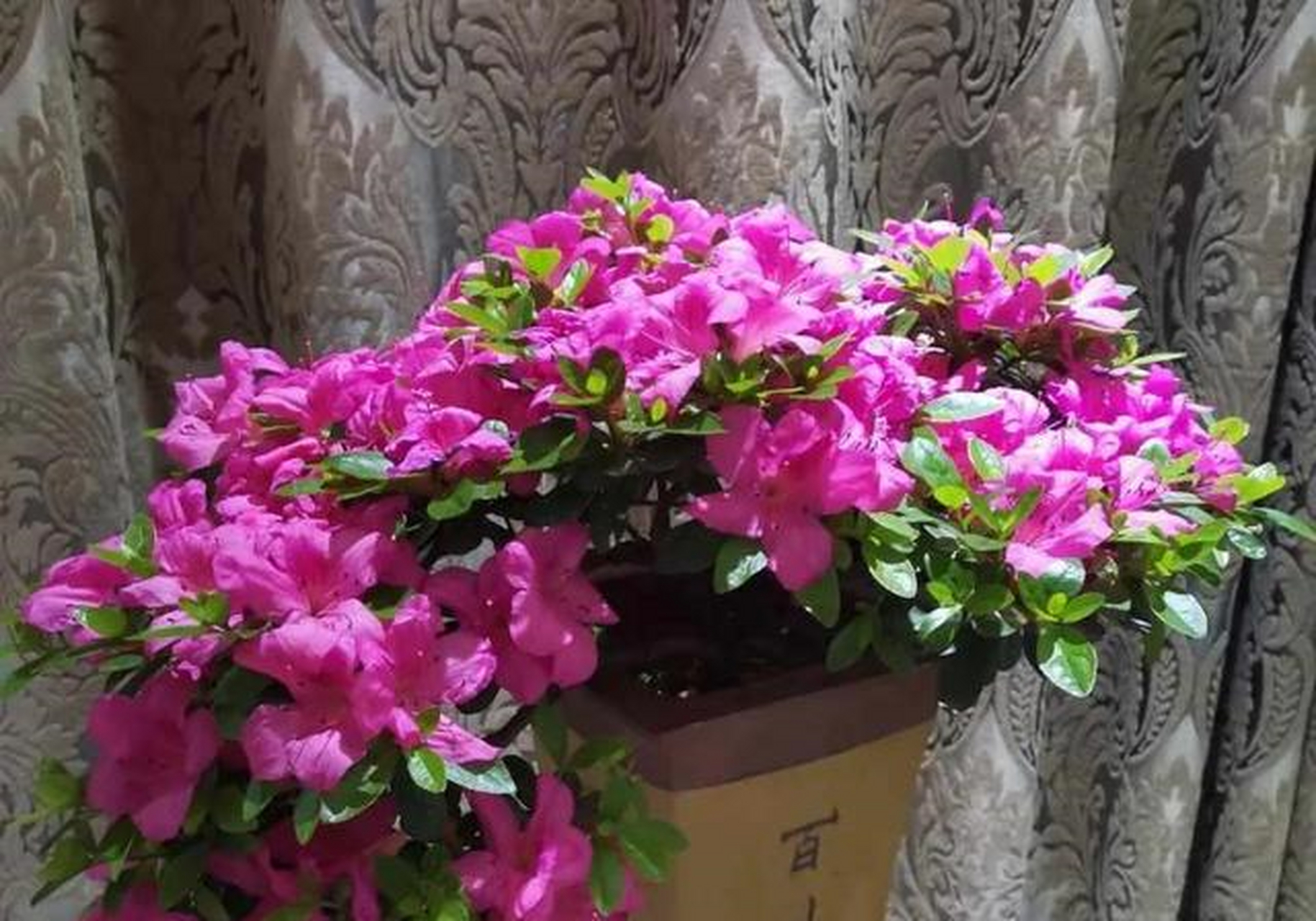 杜鹃花是一种喜湿润的花卉,它并不像虎皮兰芦荟那样耐干旱,不论是花前