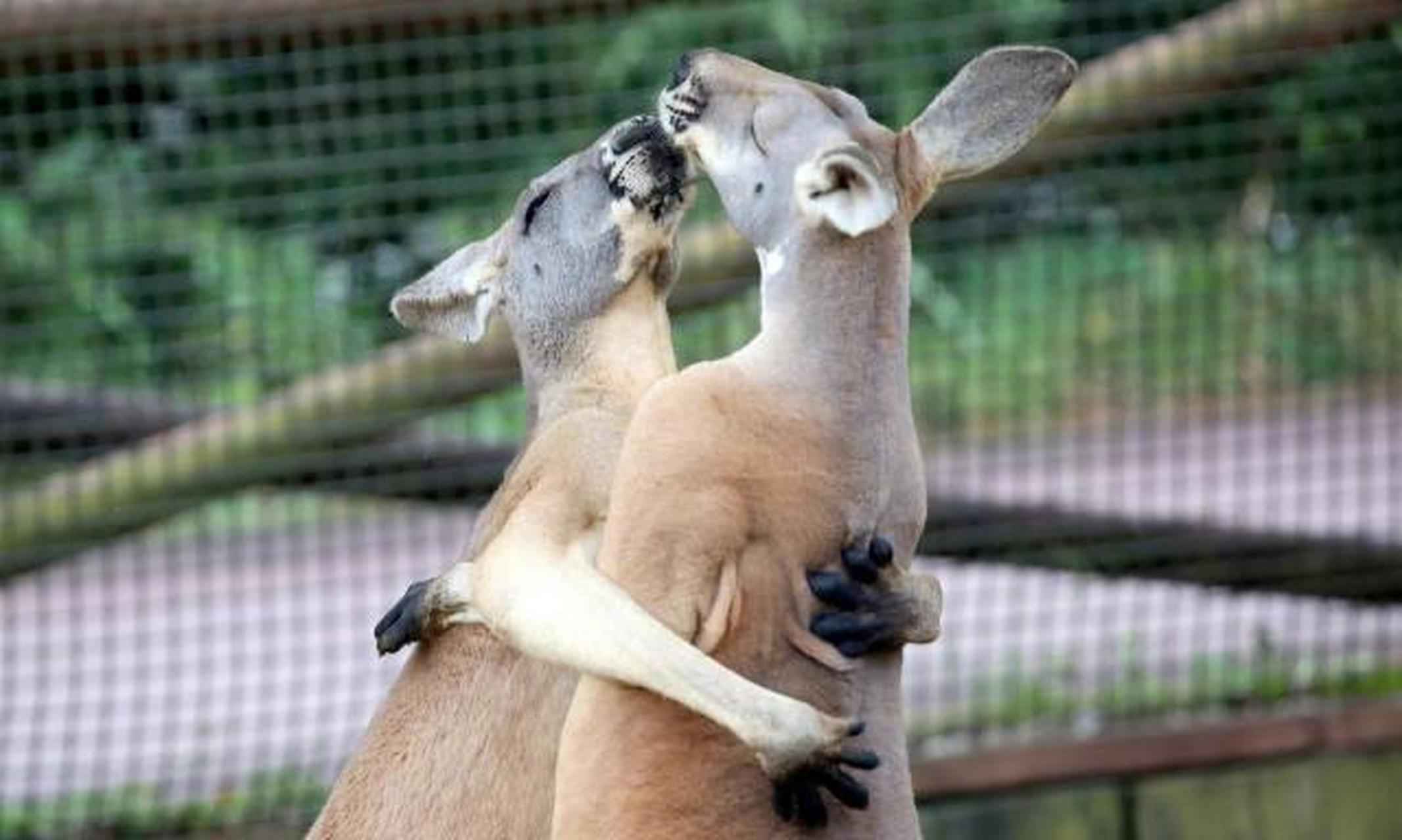 突然发现袋鼠打架的时候特别像抱在一起跳舞.