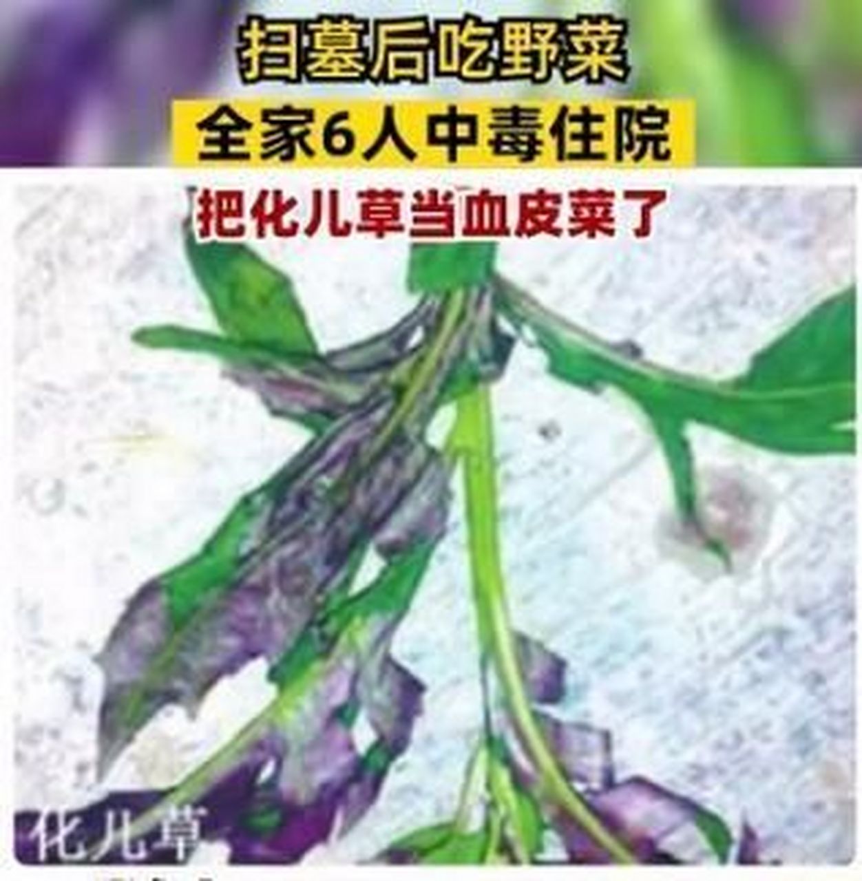 一家6口食物中毒,原来是扫墓后挖的野菜,把化儿草当血皮菜吃了