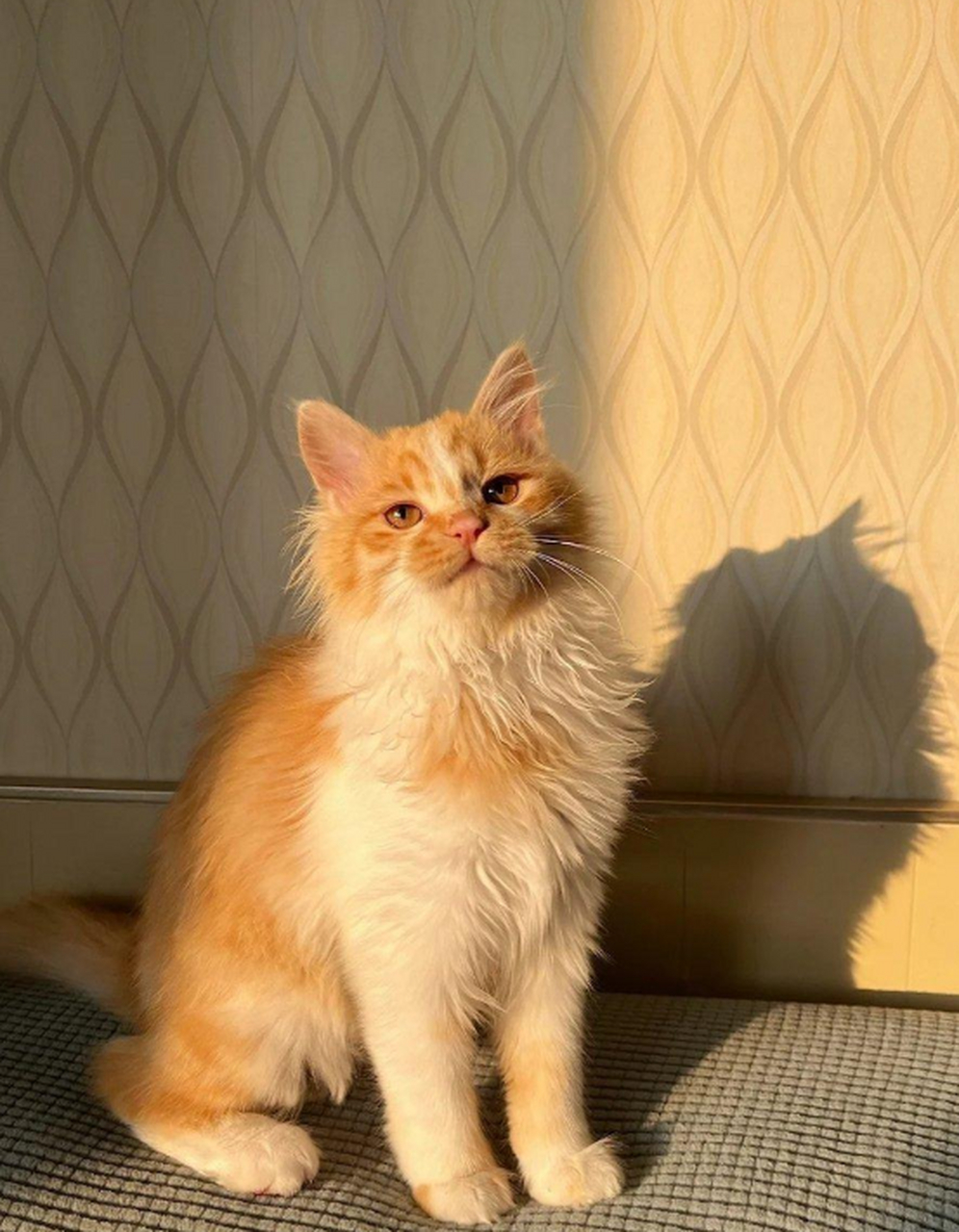 咱中国长毛橘猫就是好看.