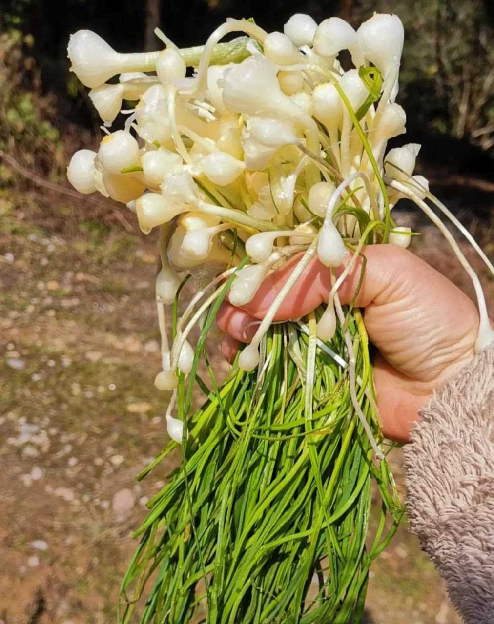 这个东西我们叫野蒜,你们那叫啥 今天老家天气特别好,也不冷了,缠着