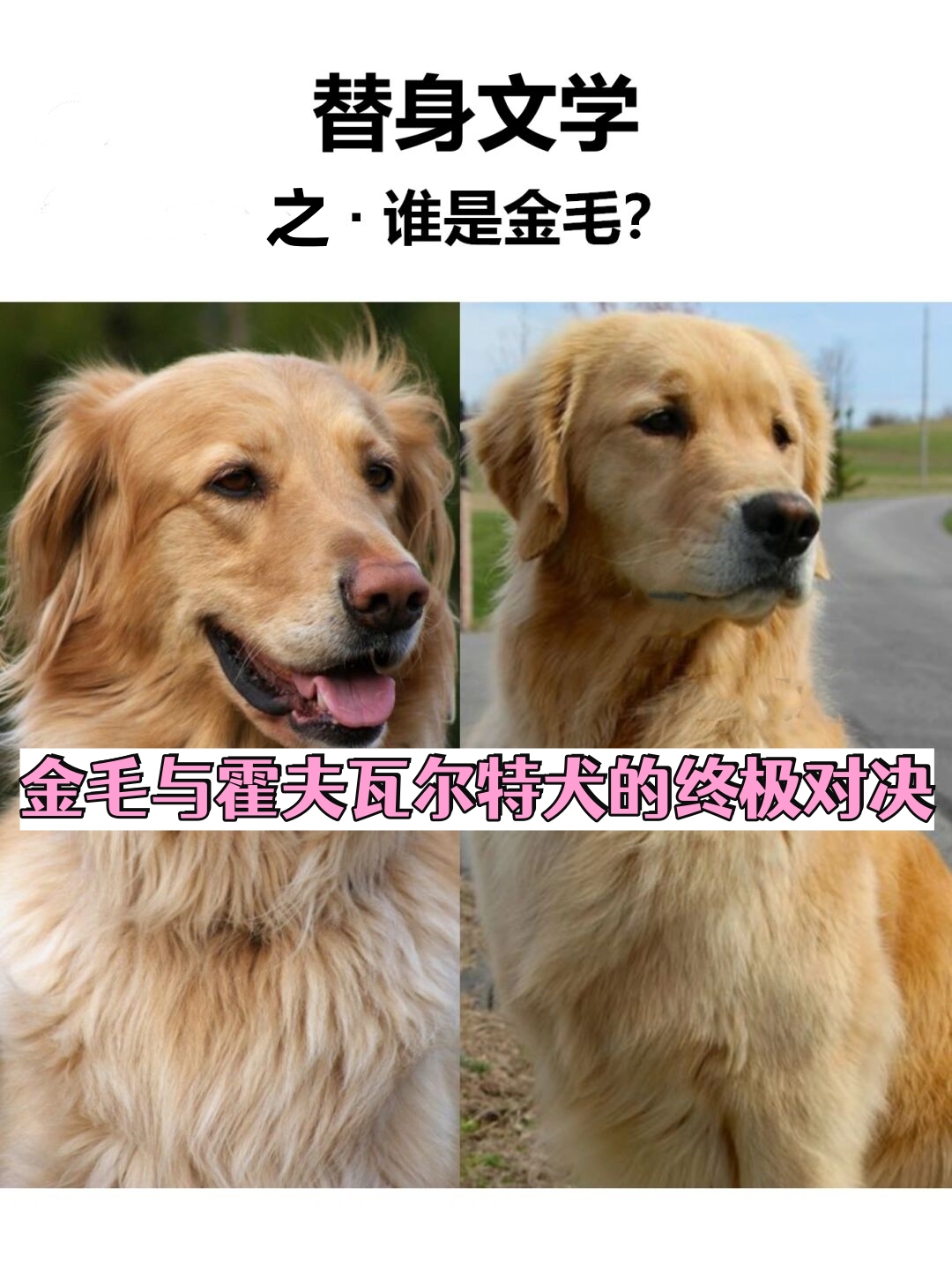 金毛与霍夫瓦尔特犬的终极对决