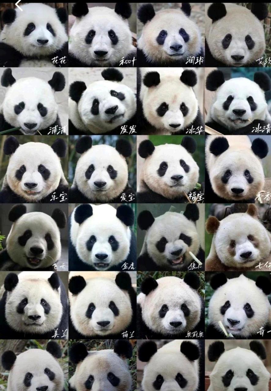 你能认出几只大熊猫?[得意]