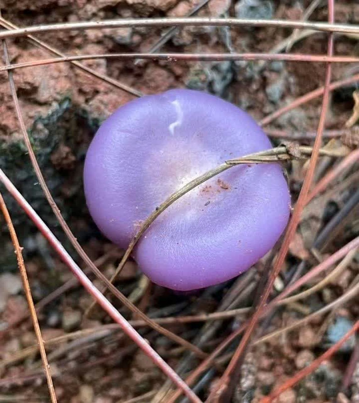 紫花菌有毒吗图片