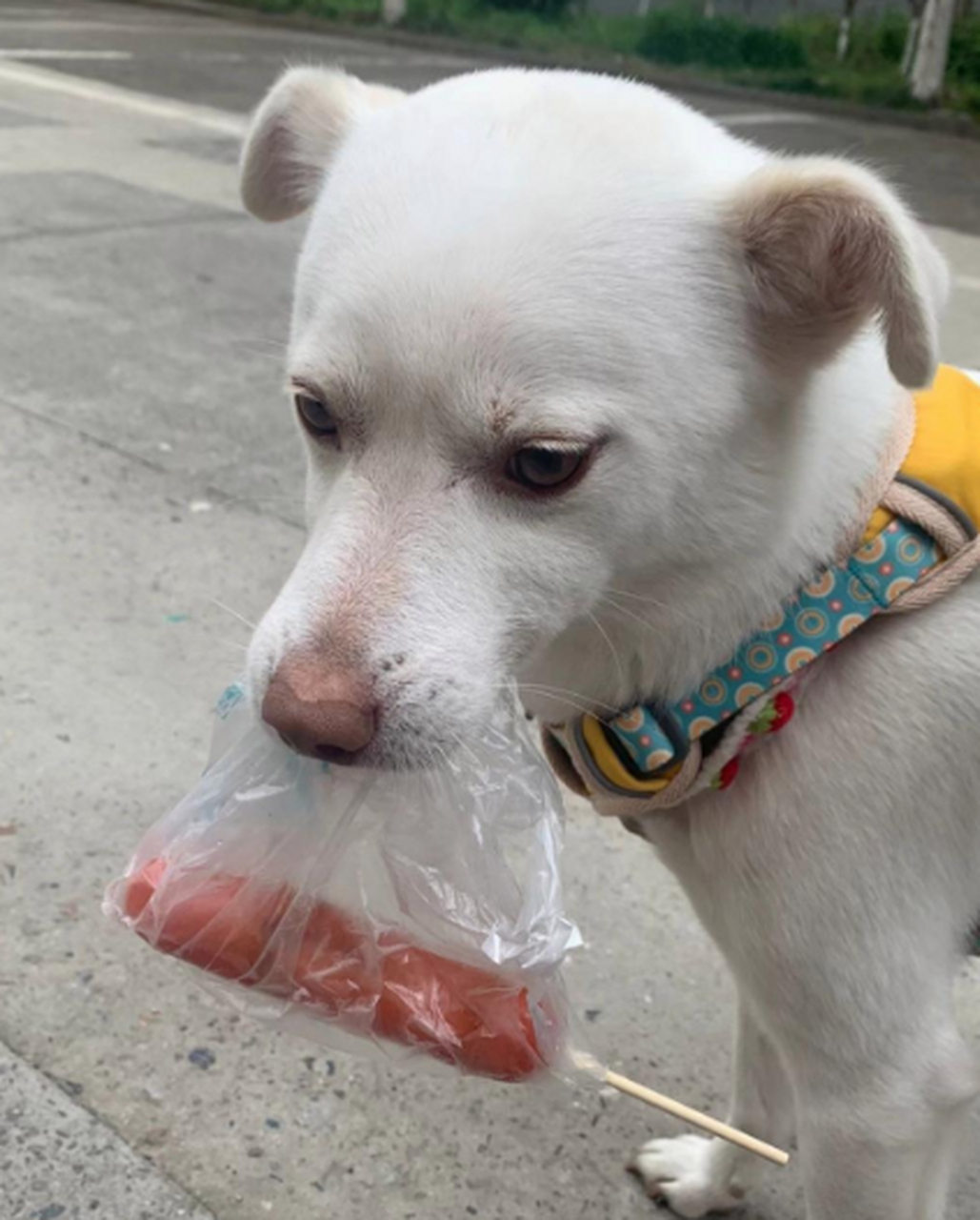 差点馋哭了,闻得到吃不到……#搞笑# #狗狗