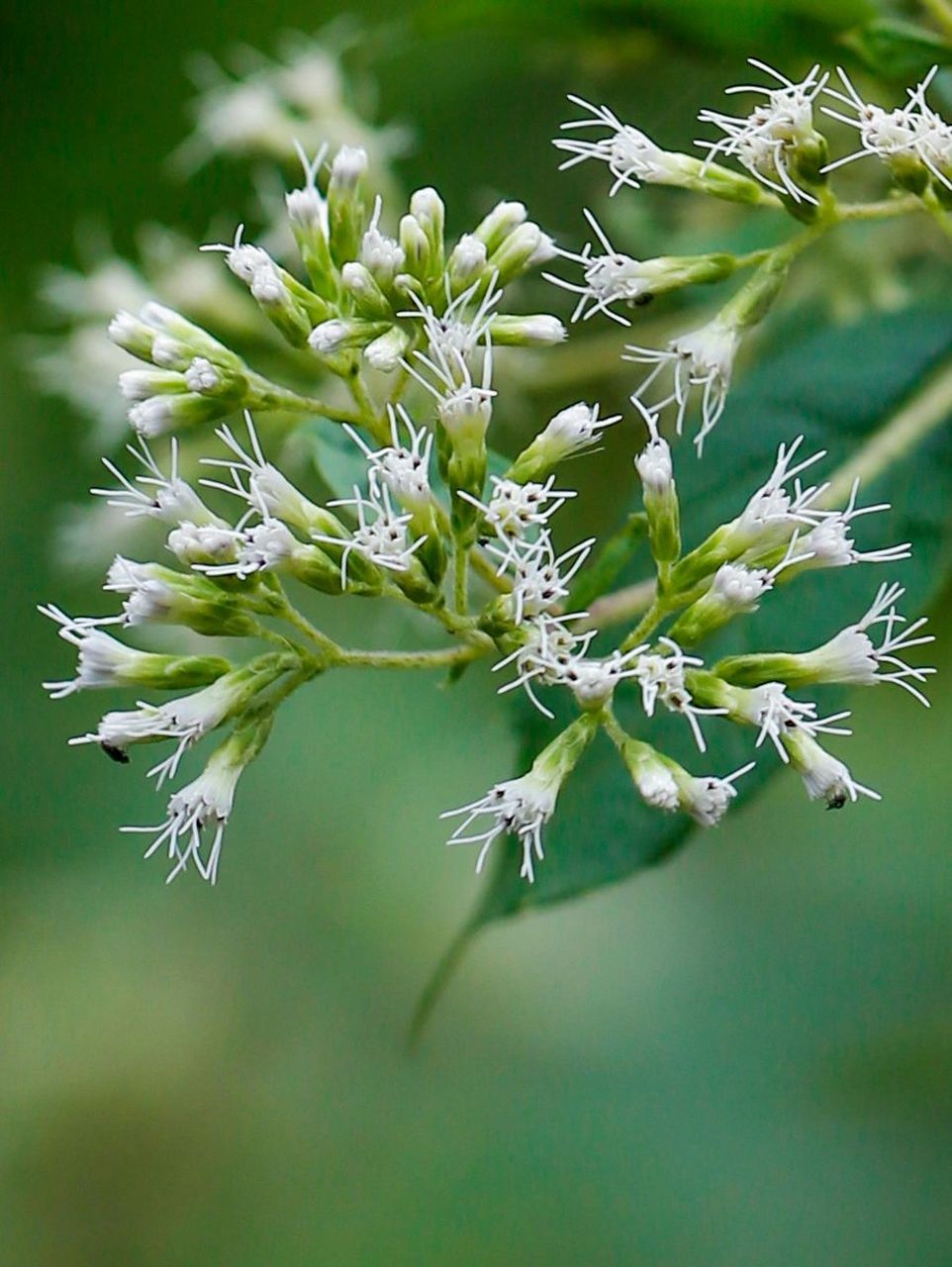 菊科植物摇曳生姿,而林泽兰属却别出心裁地用花蕊飘摇,这些远看如仙