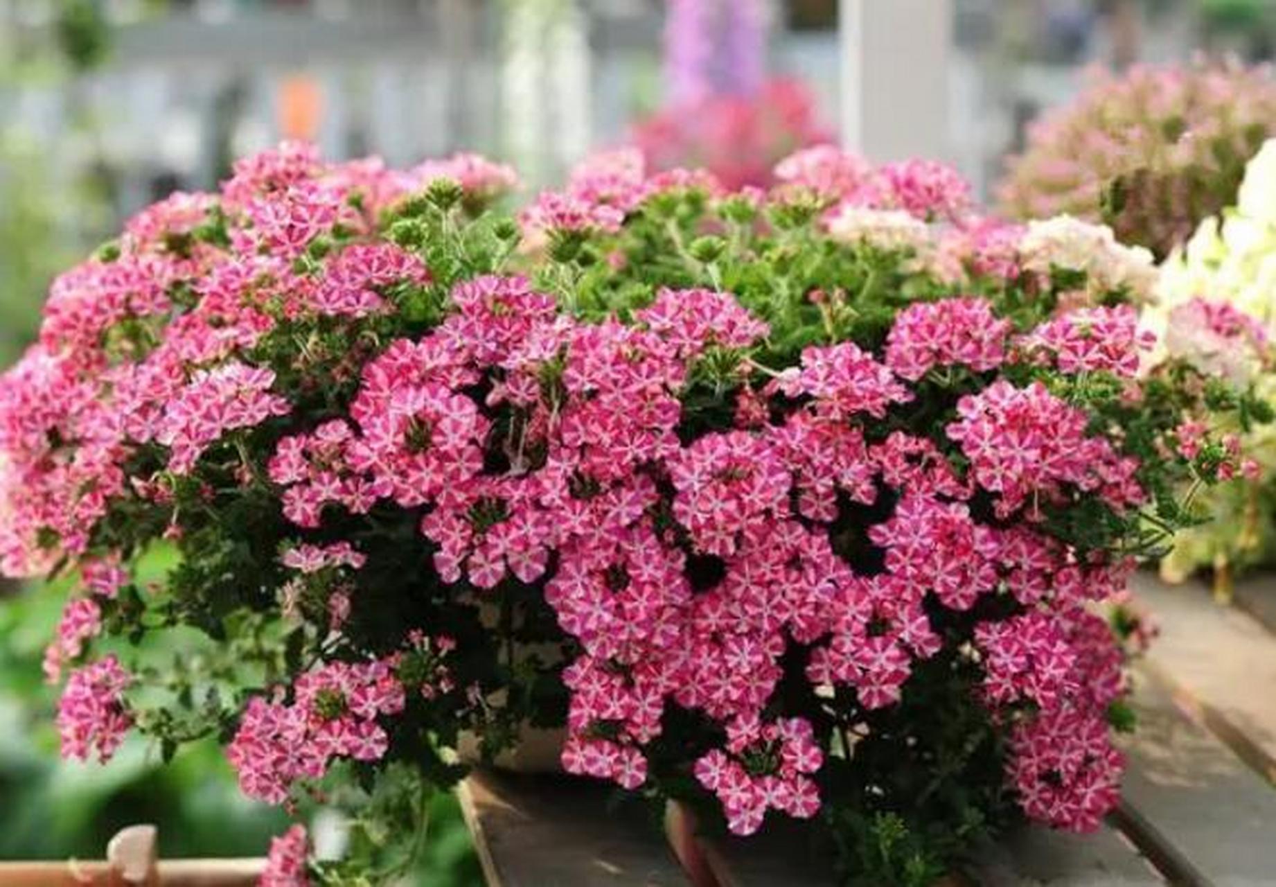 美女樱作为一种植物的名字,只看名字就知道它的花朵美丽异常.