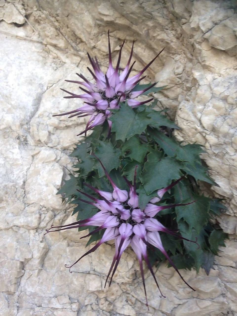 被称作"恶魔之爪"的植物喙檐花 喙檐花 physoplexis