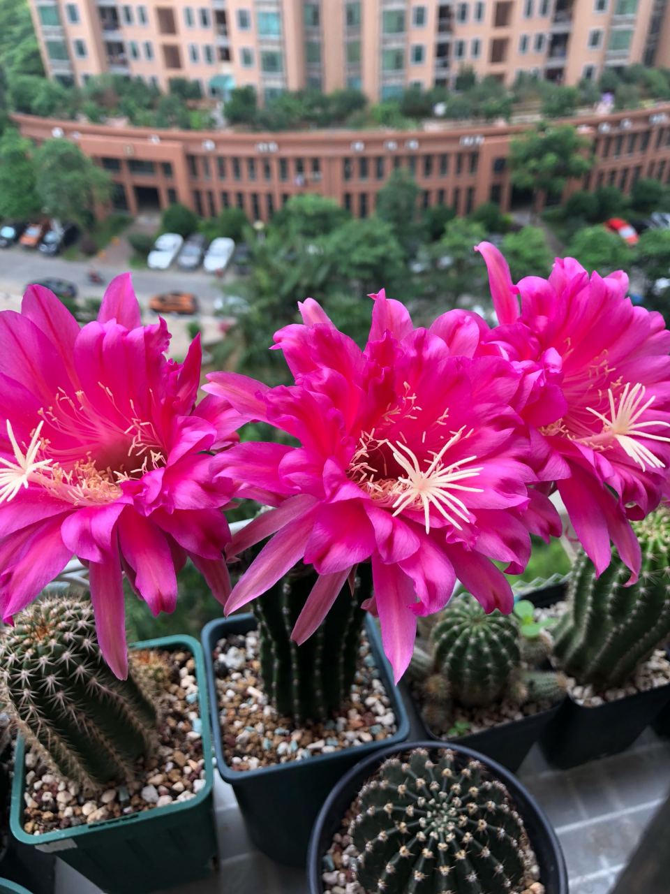 喜欢仙人球的朋友,给大家推荐一款很另类的品种——帕帕基诺(papageno